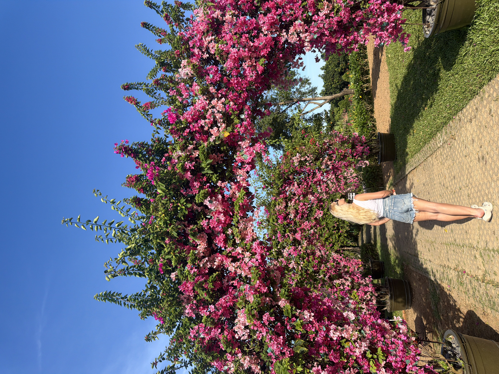 A vertical full shot captures a young woman standing on a paved path, surrounded by flowering bushes, likely bougainvillea, under a clear blue sky. The woman has long blonde hair and is wearing a white tank top and denim shorts, with white shoes. The bushes are laden with pink and magenta flowers, creating an arch-like effect over the path. The scene suggests a garden or park setting. Although the precise location in Đà Nẵng, Vietnam, is not clear without further information, the presence of such landscaping could place the scene in a botanical garden or landscaped area of the city.