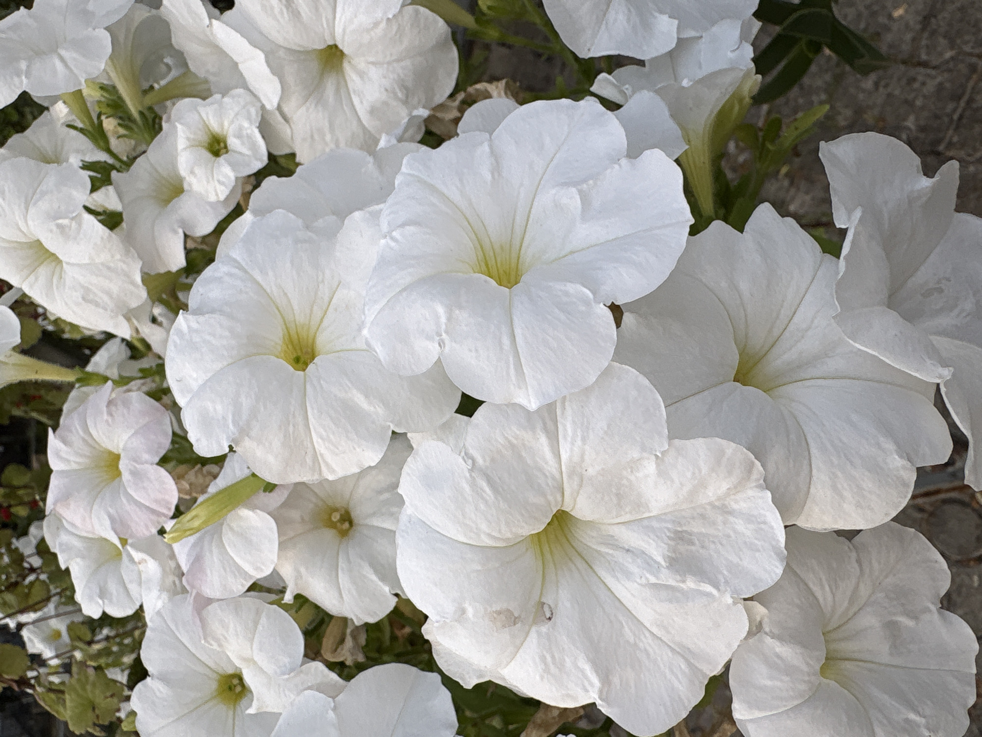 A close-up, eye-level, medium shot captures a dense cluster of white petunia flowers. The petals are broad and slightly ruffled, with some showing delicate yellow or pale pink tinges near the centers. The blossoms are in various stages of bloom, with some fully open and others still unfurling. Subtle veins are visible on the petals, adding texture to their smooth surfaces. The background is softly blurred, with hints of green foliage and stems, suggesting an outdoor garden setting. The image is well-lit, highlighting the bright white of the flowers against a slightly darker background.