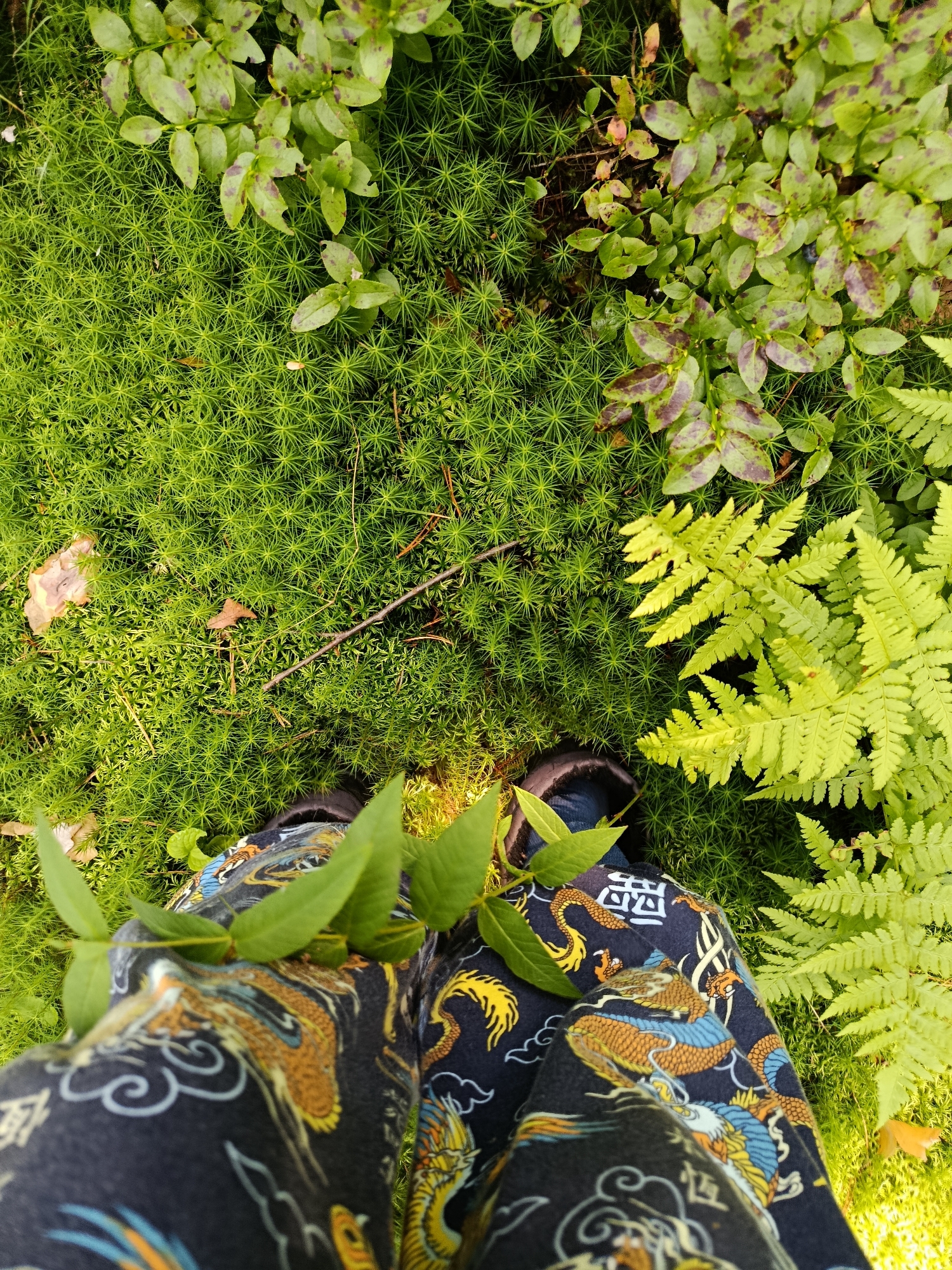 The image shows a pair of legs wearing dark blue pants adorned with a repeating pattern of golden dragons and clouds, standing on a ground covered with lush green moss and small green plants with darker speckles. To the right, a vibrant green fern frond is prominently featured. A few dry, fallen leaves are also visible scattered on the moss. The perspective is from above, looking down at the subject's lower body and the surrounding natural environment. The location is identified as Бордуки, Russia, suggesting a natural, possibly forest or park setting.
