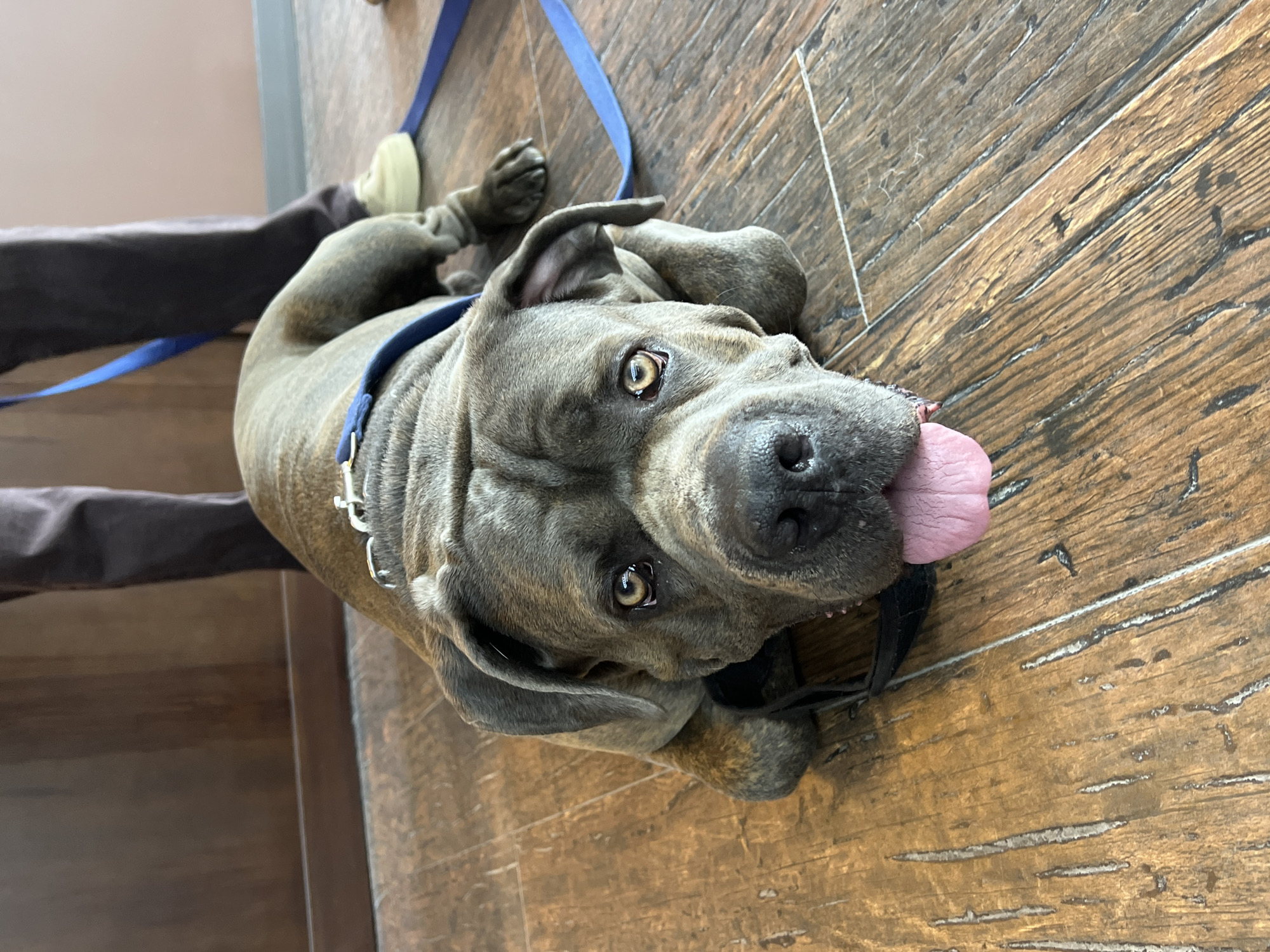 A Cane Corso dog lies on its back on a hardwood floor, sticking its tongue out. The dog has a blue collar and is attached to a blue leash. The floor appears to be made of planks with a light brown, textured surface. To the left of the dog, are two dark-colored legs and feet of a person. The location is not discernible from the image, and there is no evidence to suggest it is in Ternopil, Ukraine.
