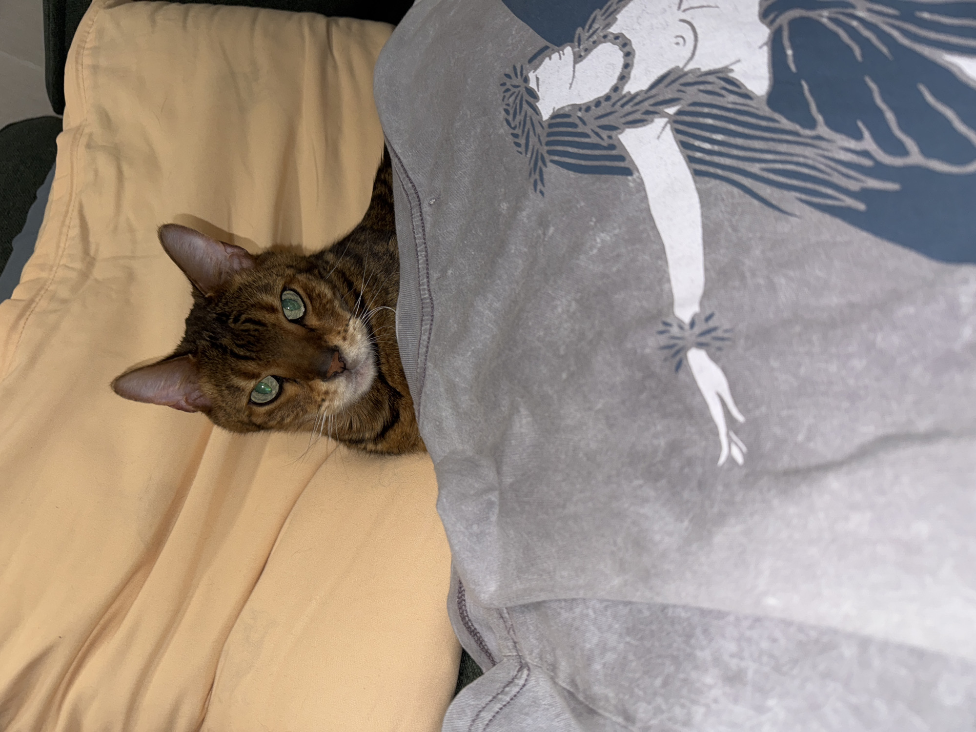 A brown and black tabby cat with green eyes lies on a yellow pillow. Part of a gray shirt with a blue and white graphic design is draped over the cat and pillow.