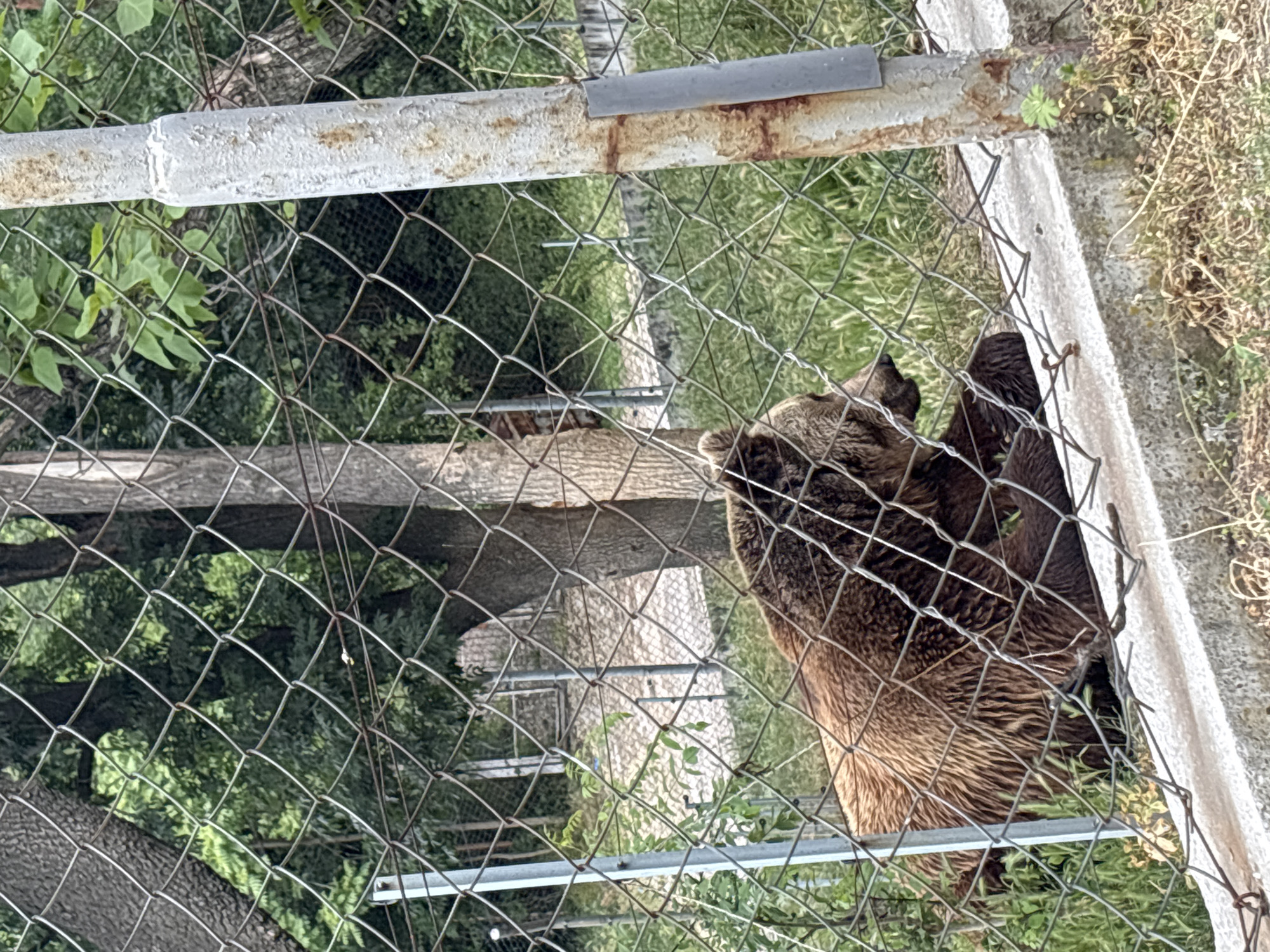 A brown bear is behind a metal chain-link fence. The bear is facing the viewer, with its head and right arm clearly visible through the fence. The fence appears to be part of an enclosure. Lush green foliage and vegetation are visible both inside and outside the enclosure. A concrete or stone structure is partially visible through the fence in the background. The photograph was taken in Blagoevgrad, Bulgaria.