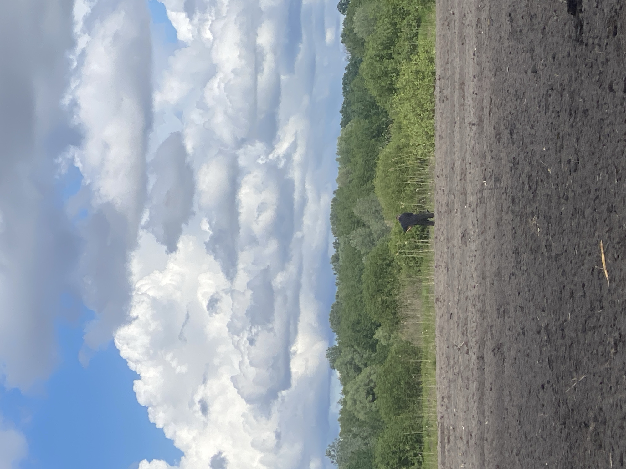 The image depicts a rural scene in Matiashivka, Ukraine. A plowed field, showing dark soil, dominates the right side of the image. A dense line of green trees separates the field from a sky filled with heavy, layered clouds and patches of blue. A lone, dark-clothed individual can be seen standing near the edge of the field, adjacent to the tree line. The weather appears to be overcast.