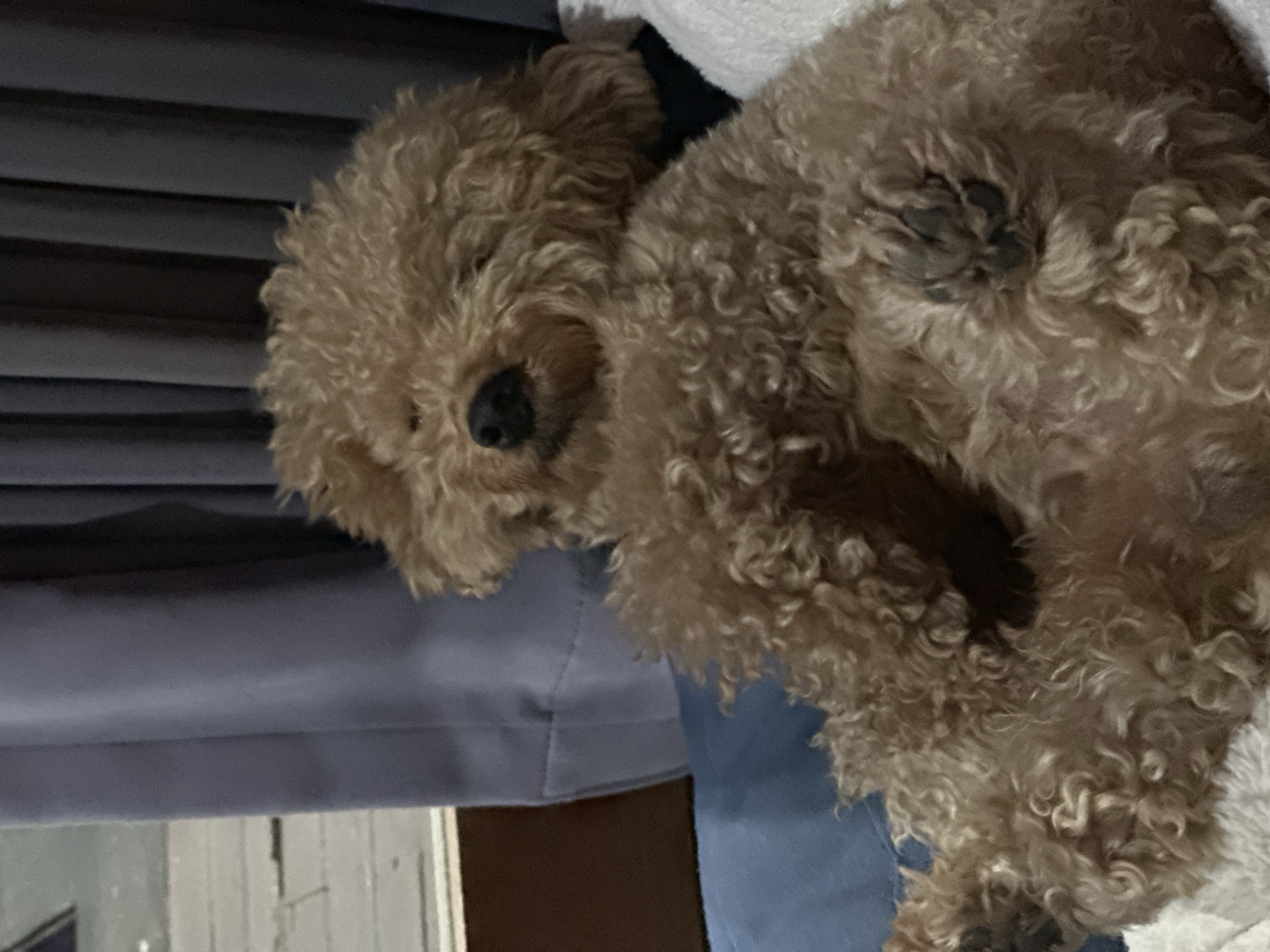 A tan poodle lies on its back on a blue surface, possibly a couch or blanket, with a white textured blanket underneath. The poodle's fur is curly and appears fluffy. Its eyes are mostly closed, and its nose is black. One of its front paws is visible, with the pads of its toes showing. In the background, gray curtains are drawn, and a window with a wooden frame is partially visible to the left, revealing an outdoor scene with what appears to be paved ground. The location is described as North Kuta, Indonesia.