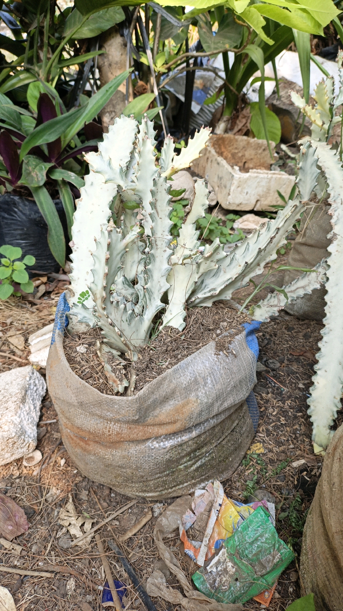 In Cikal, Indonesia, a large, white-variegated Euphorbia lactea 'Cristata' cactus is planted in a large, rough burlap sack. The cactus has a coral-like, wavy growth pattern with sharp spines along its edges. The burlap sack is filled with soil and appears to be placed directly on the ground, which is covered in dry leaves, twigs, and some scattered pieces of trash, including a crumpled plastic bag with colorful patterns and a torn plastic wrapper. In the background, various green plants are visible, some with dark purple leaves and others with broad green leaves, suggesting a garden or outdoor area. The overall scene is one of an outdoor environment, likely a backyard or garden, with the prominent cactus as the central subject.