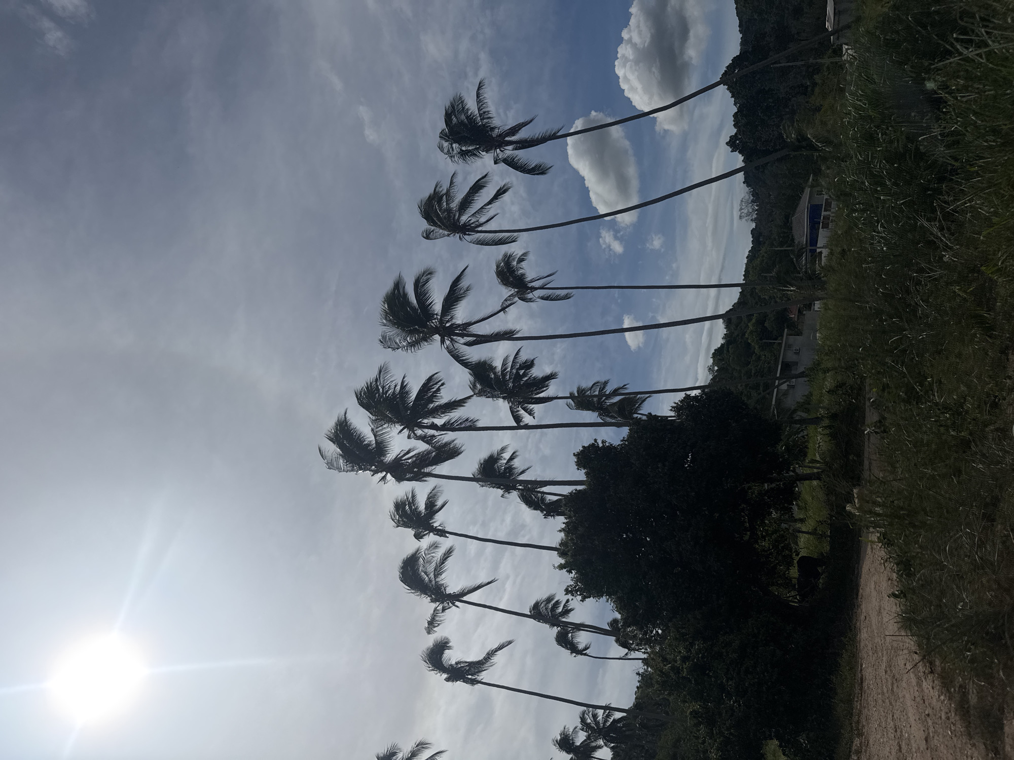 In Baan Nok Sai, Thailand, a sun-drenched outdoor scene features a dense cluster of tall palm trees silhouetted against a bright, partly cloudy sky. The sun, high in the upper left quadrant of the image, casts a strong glare. The palm trees are of varying heights and densities, with some bending in the wind. Below the trees, a dark mass of foliage is visible, suggesting a hillside covered in vegetation. In the middle ground, glimpses of buildings, possibly houses, are peeking through the trees, some with white walls and blue accents. The foreground is dominated by tall, dry grass and a dirt path. The overall impression is of a tropical, somewhat wild landscape under a bright sky.