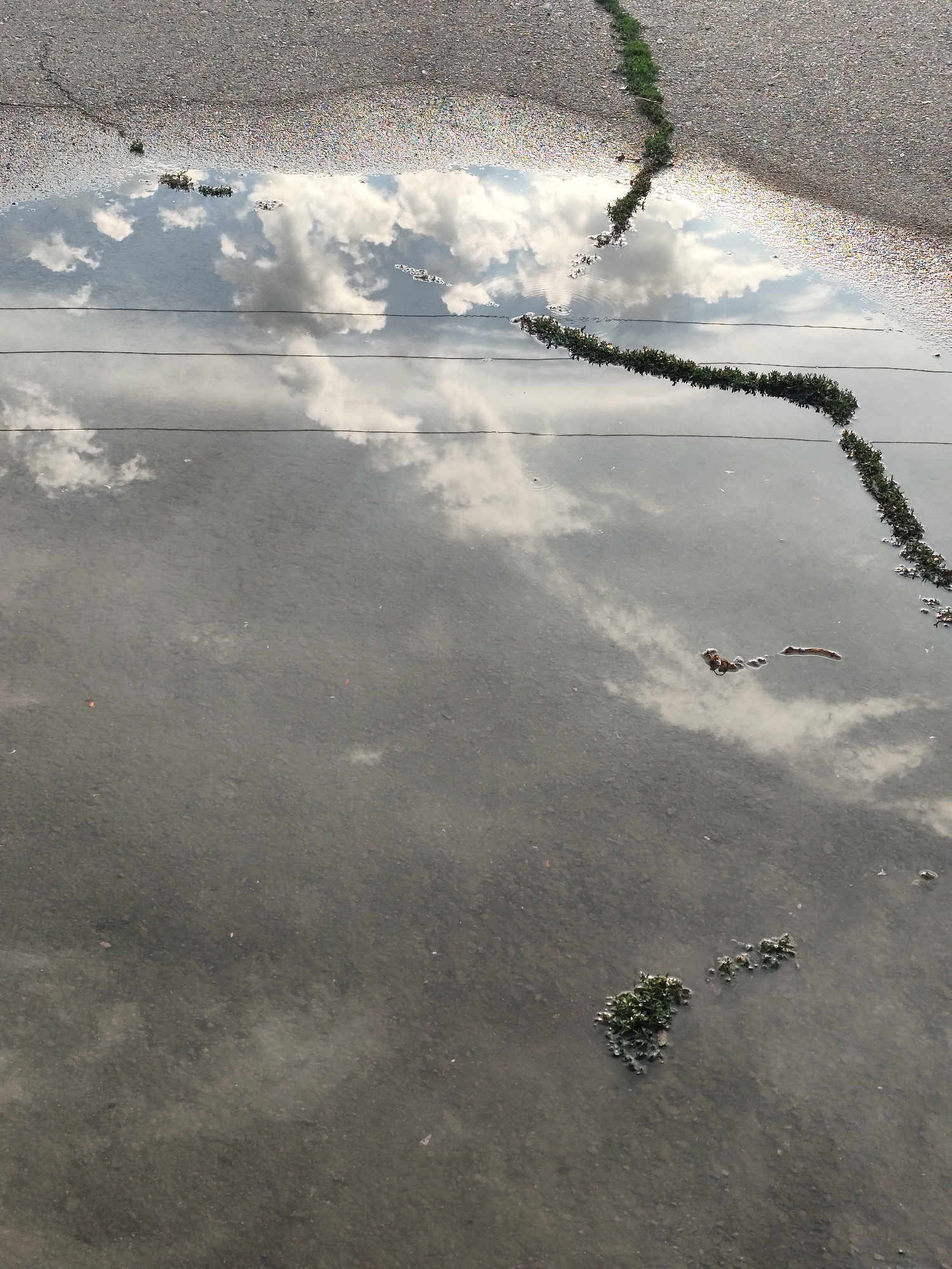 This media file captures a close-up, overhead view of a puddle on an asphalt surface. The puddle reflects a cloudy sky, with white clouds scattered across a lighter gray background. The surface of the asphalt is visible in the upper portion of the image, showing its rough texture and some colorful debris. A prominent crack runs diagonally across the asphalt, and a line of small green plants follows this crack, extending into the puddle.
There are also three thin, dark horizontal lines crossing the puddle, which appear to be from a wire or string. A small, irregularly shaped object, possibly debris or a clump of vegetation, floats near the center-right of the puddle, partially submerged. In the lower portion of the puddle, a cluster of green vegetation is visible on the surface. The overall impression is one of a natural scene interacting with man-made elements. The lighting suggests it might be daytime, possibly overcast or late afternoon given the reflective quality of the water. No people or text are visible in the media file. The location context provided is Қырғауылды, Kazakhstan.