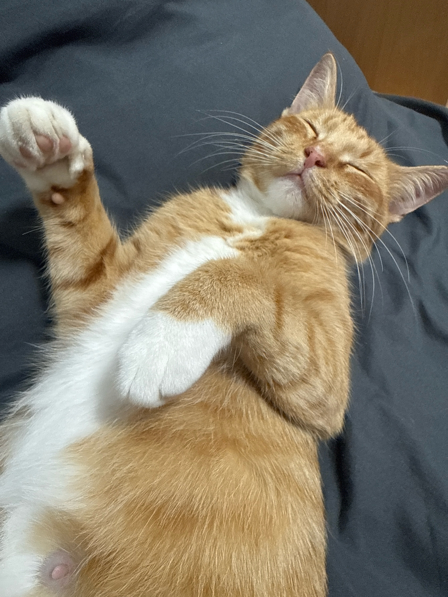 An orange and white cat is sleeping on its back on a dark gray surface, likely a bed or couch. The cat's eyes are closed, and its mouth is slightly open. Its front paws are crossed over its chest, and its hind legs are tucked underneath its body. The cat's fur is short and soft, with distinct orange tabby markings. The background is out of focus, but appears to be an indoor setting. The image does not depict any identifiable landmarks or features of Lermontovo, Russia.