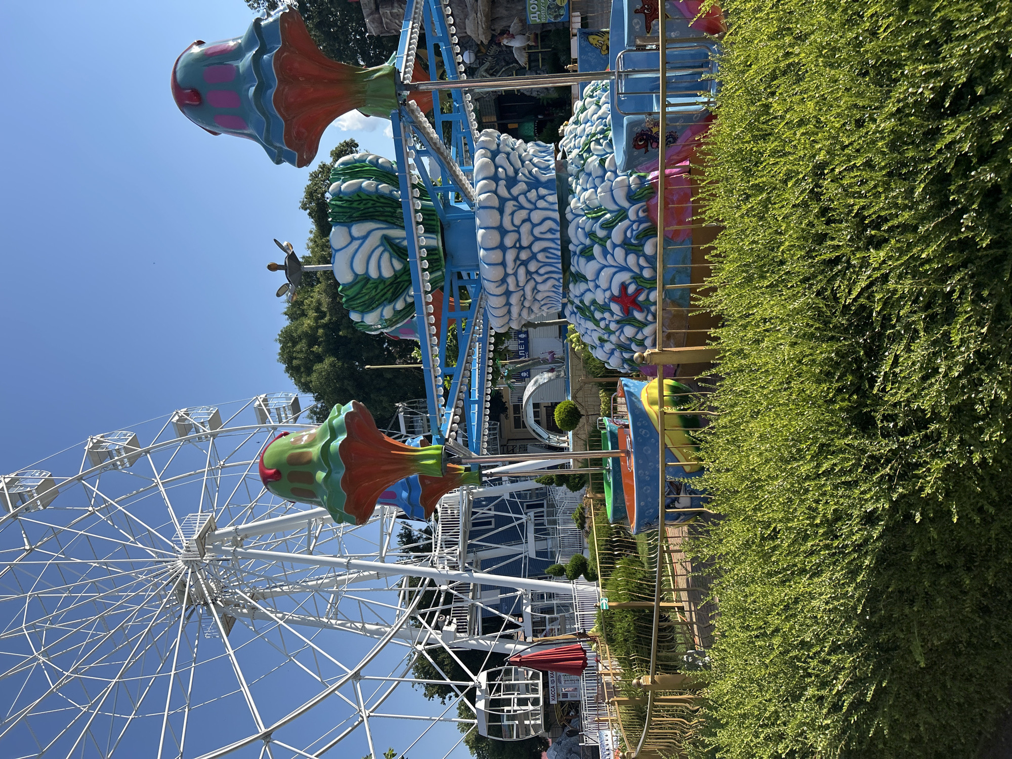 The image shows an amusement park in Gelendzhik, Russia, with a large white Ferris wheel dominating the background against a clear blue sky. In the foreground, a colorful carousel ride with aquatic-themed elements, such as red starfish and stylized waves, is visible. The ride features mushroom-shaped decorations on top. A golden fence surrounds the ride, and a lush green hedge is in the immediate foreground. Some buildings and trees are also present in the background. The scene appears to be a sunny day.