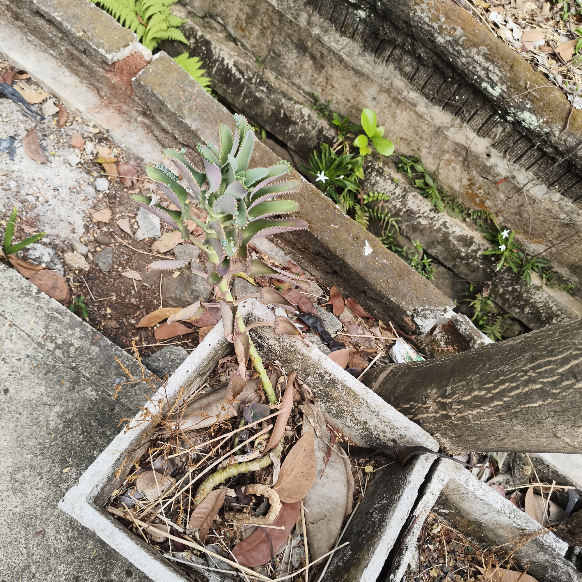 The image depicts an outdoor scene, likely in a residential or neglected area, characterized by overgrown vegetation and weathered concrete structures. A small succulent plant with serrated leaves, possibly a Kalanchoe species, is prominently featured, growing out of a broken concrete planter filled with dry leaves and debris. Surrounding the planter are several large, rough concrete slabs, some cracked and broken, suggesting disuse or a construction site. Green ferns and other small plants are visible growing in the gaps between the concrete. The ground is covered with dirt, small rocks, and more fallen leaves. The lighting indicates it is daytime, with soft shadows. The overall impression is one of a slightly unkempt, naturalized corner within an urban environment.