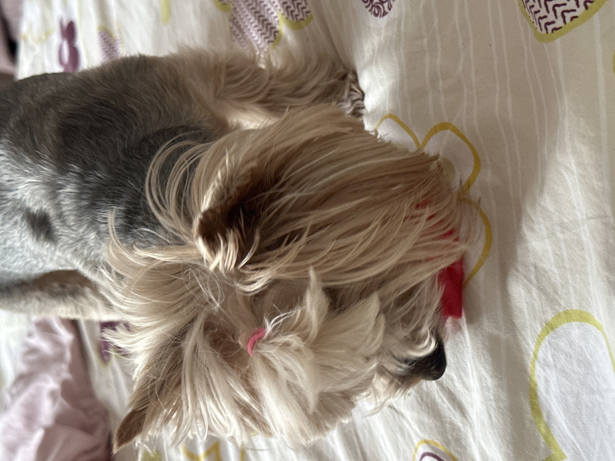 An overhead shot shows a small Yorkshire Terrier dog resting on a patterned bedsheet in an indoor setting in Sofia, Bulgaria. The dog is positioned diagonally across the frame, facing towards the lower right. Its long, silky fur is light brown and blonde around its head and legs, transitioning to a darker gray along its back. A small pink elastic hair tie is visible in the light-colored fur near the dog's head, pulling some hair back. The dog's body appears relaxed, suggesting it is either sleeping or peacefully resting.
The bedsheet is white or off-white with a repeating pattern of stylized yellow outlines, possibly resembling hearts or flowers, and smaller, textured purple shapes that look like zig-zags or abstract hearts. Faint vertical white stripes are also visible on parts of the sheet. Bright, natural light illuminates the scene, highlighting the dog's fur and the patterns on the bedding. The overall impression is one of a calm and domestic moment. No text is visible in the image.