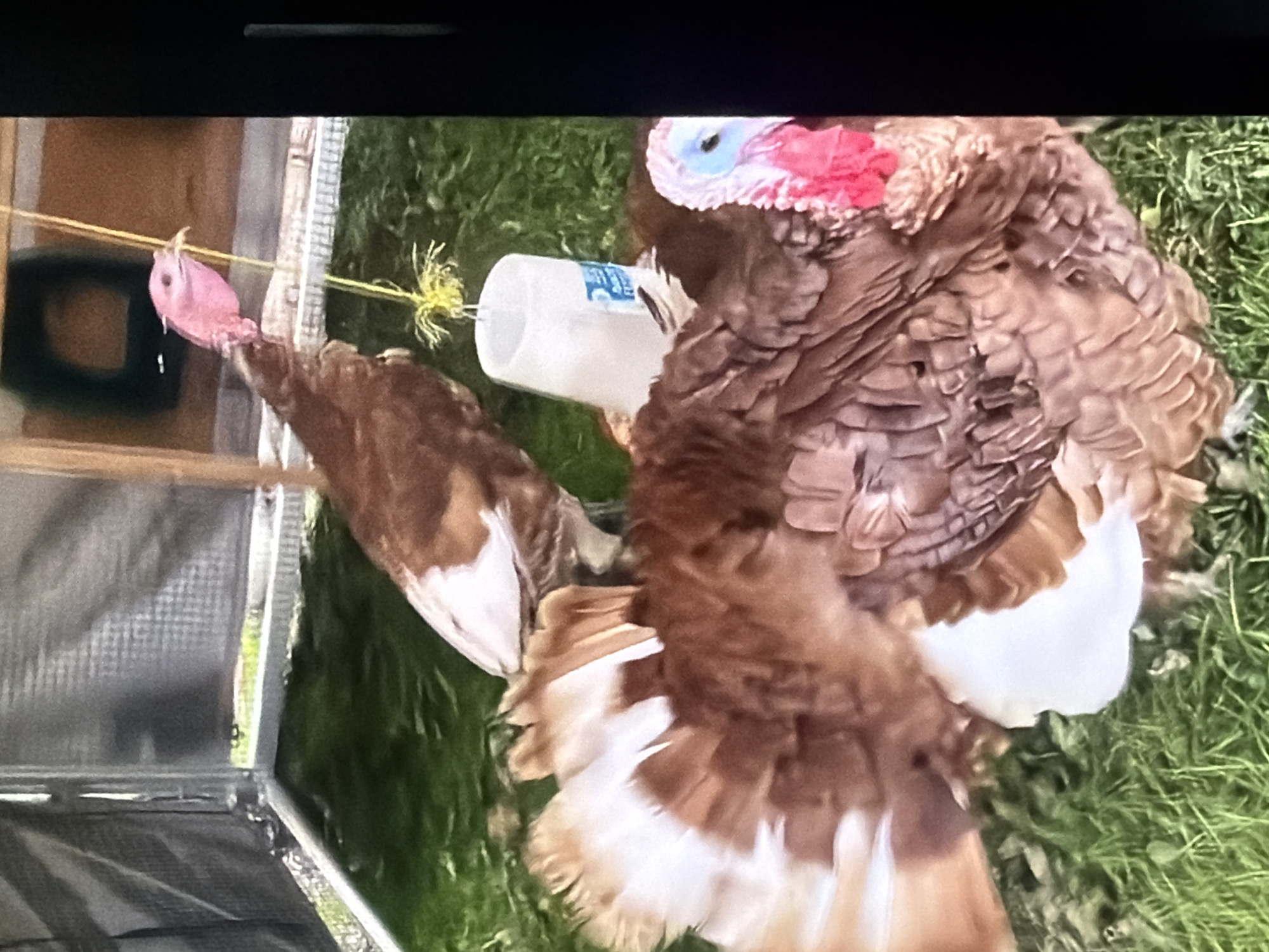 The image shows two turkeys in an outdoor enclosure with a grassy floor. One turkey, with brown and white plumage, is in the foreground with its tail feathers fanned out. Its head is partially visible, showing red and blue coloring. The second turkey, also brown and white, is in the background and is facing to the right. A white feeder hangs from a yellow string. The enclosure appears to be made of metal and mesh material. The scene is likely in Bukuru, Nigeria, given the provided context.