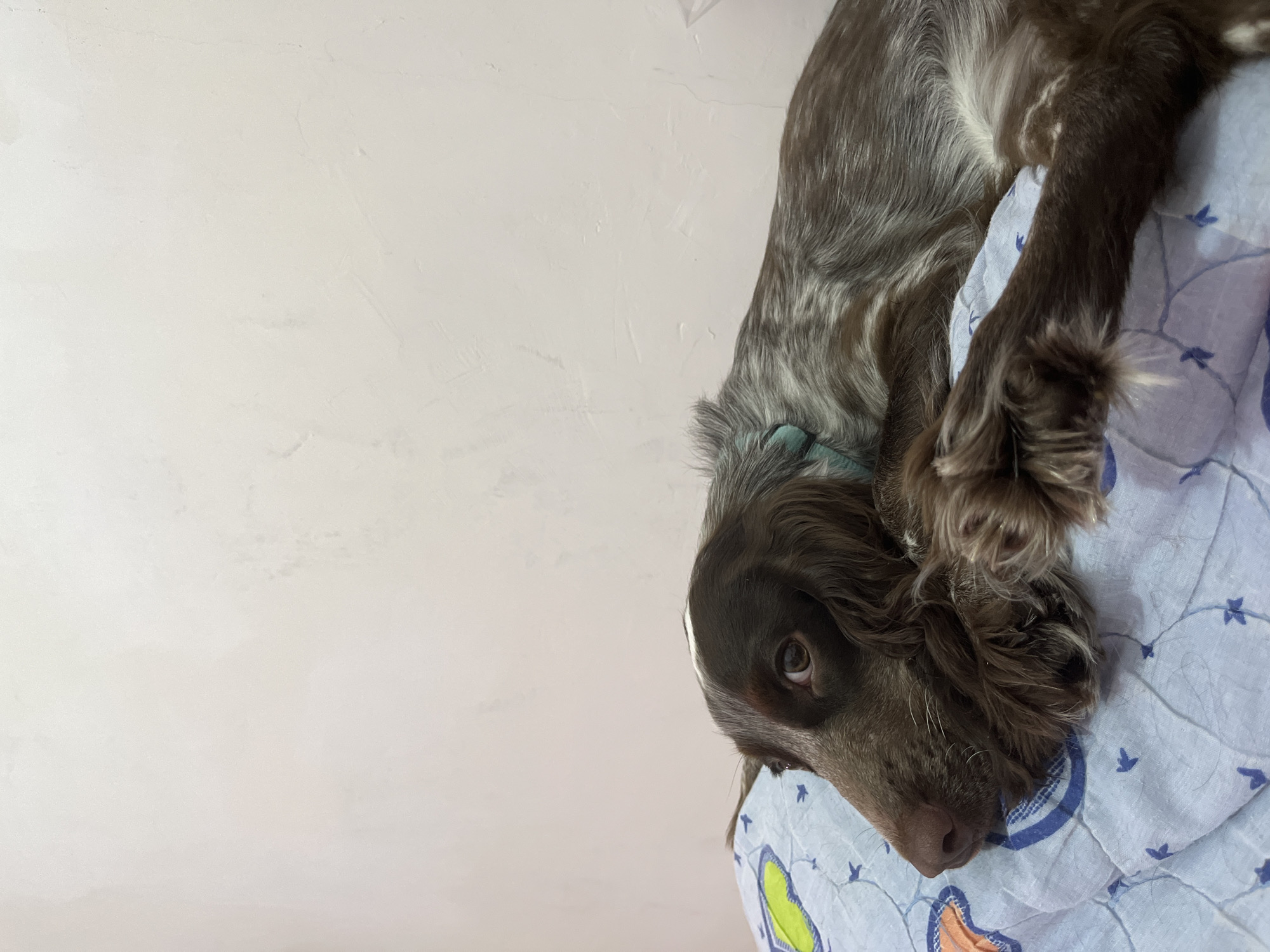 A medium-shot depicts a brown-and-grey Cocker Spaniel lying on a light-blue patterned quilt. The dog is positioned in the top-right of the frame, its head resting on the quilt. The background is a plain, light-colored wall. No people or city context are visible in the image.