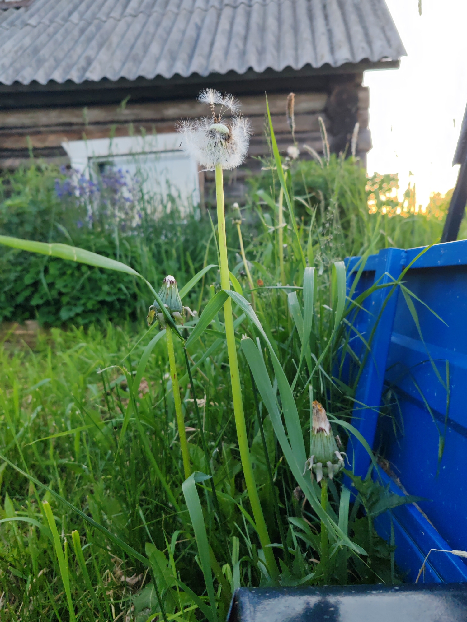 A close-up, low-angle shot captures a dandelion in its seed-head stage against a backdrop of a weathered wooden building in Чухлэм, Russia. The dandelion, with its white, fluffy seeds, is the focal point, standing tall amidst overgrown green grass and weeds. To the right, a vibrant blue plastic container is partially visible, suggesting an outdoor setting, perhaps a yard or garden area. In the background, the rustic facade of the building, with its corrugated roof, hints at a rural or semi-rural environment. The overall scene is illuminated by natural light, possibly from late afternoon or early evening, casting a warm glow on the surroundings.