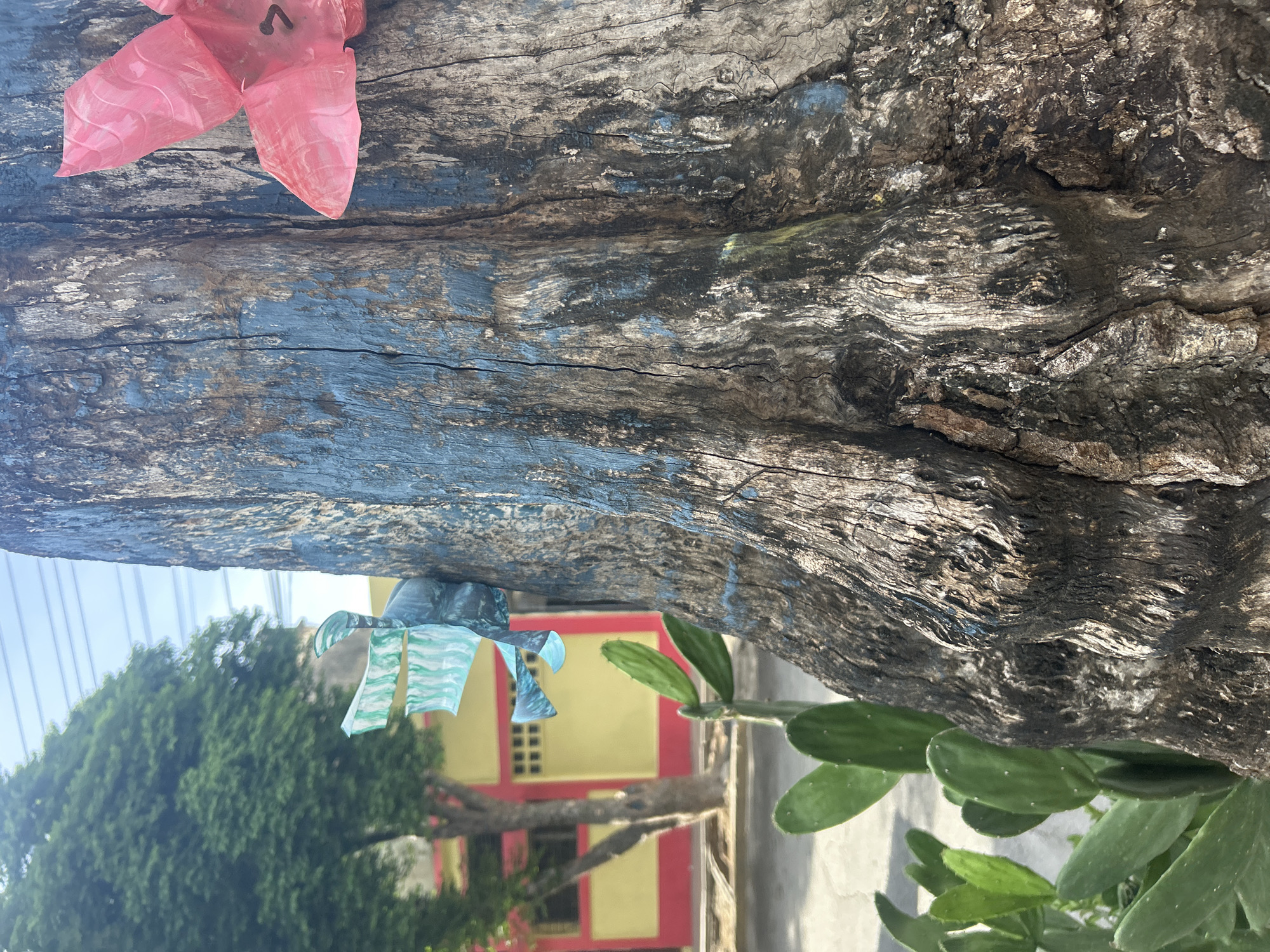 The image is a close-up shot of a rough, weathered tree trunk in the city of Santa Ana, Venezuela. The trunk has a rough texture with deep crevices and is partially painted with blue and some green streaks. Attached to the trunk are two decorative elements made from what appears to be colored plastic. On the left, a teal and white striped decoration is affixed, resembling folded paper or fabric. On the right, a bright pink, flower-shaped object is attached. In the background, a building with yellow walls and red trim is visible, along with green trees and a clear sky. A cactus plant with broad green paddles is in the foreground to the left of the tree trunk. The scene appears to be outdoors, likely on a street or in a public area.