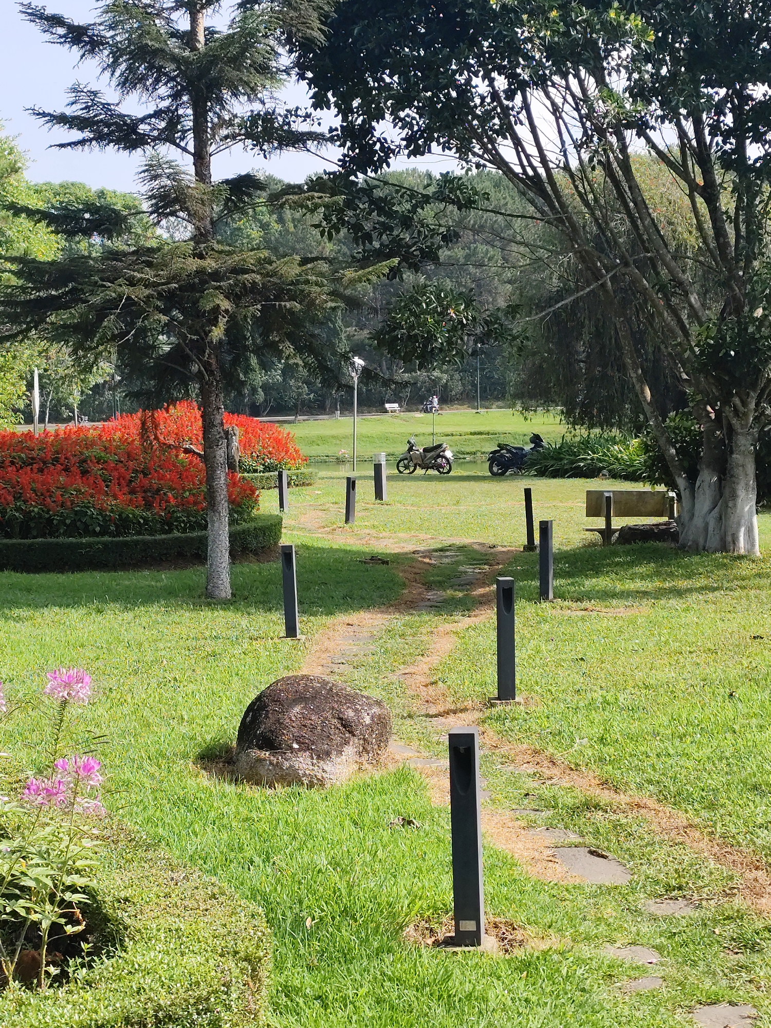 This image captures a serene and well-maintained park or garden in Da Lat, Vietnam, under bright daylight. A winding pathway, marked by irregularly placed stone steps and worn earth, cuts through the vibrant green lawn from the foreground towards the middle distance. This path is lined on both sides by several modern, black rectangular bollard lights.
In the immediate foreground, to the left of the path, a large, dark, weathered rock sits amidst the grass. Beside it, a cluster of delicate purple-pink spider flowers (Cleome) adds a touch of color. Further back, a massive bed of vivid red flowers, possibly Salvia splendens, creates a striking visual against a neatly trimmed green hedge. To the left of these red flowers stands a tall, slender coniferous tree with dense green foliage.
On the right side of the frame, a large deciduous tree with light-colored, partly exposed roots and branches provides shade, beneath which a simple, light-colored stone or concrete bench is positioned. Beyond the midground, two motorcycles—one cream-colored and one dark—are parked near what appears to be a small body of water or pond. A street lamp post is also visible in this area. The background is filled with a dense canopy of various trees and lush greenery, suggesting a sprawling natural environment.
The scene is devoid of people, contributing to a tranquil and undisturbed atmosphere. The bright, even lighting indicates it is daytime, likely morning or early afternoon, under clear weather conditions. No visible text is present in the image.