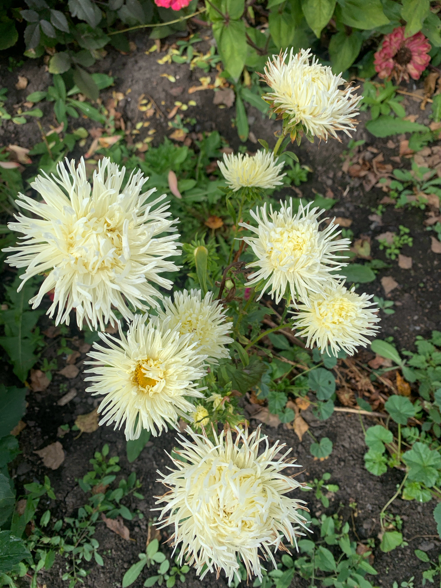 This image shows a close-up, overhead view of a flower bed in the city of Novostroika, Russia. The primary subjects are several light yellow asters in full bloom. The flowers are characterized by their spiky, feathery petals. One large aster is positioned in the lower center of the frame, with another large one to its left, and several smaller ones scattered throughout the scene. The ground is covered with dark soil, scattered dry leaves, and a few small green weeds. In the upper right background, a faded pink aster is visible. The overall lighting suggests it is daytime, likely overcast, as there are no strong shadows. No people or animals are present in the image.