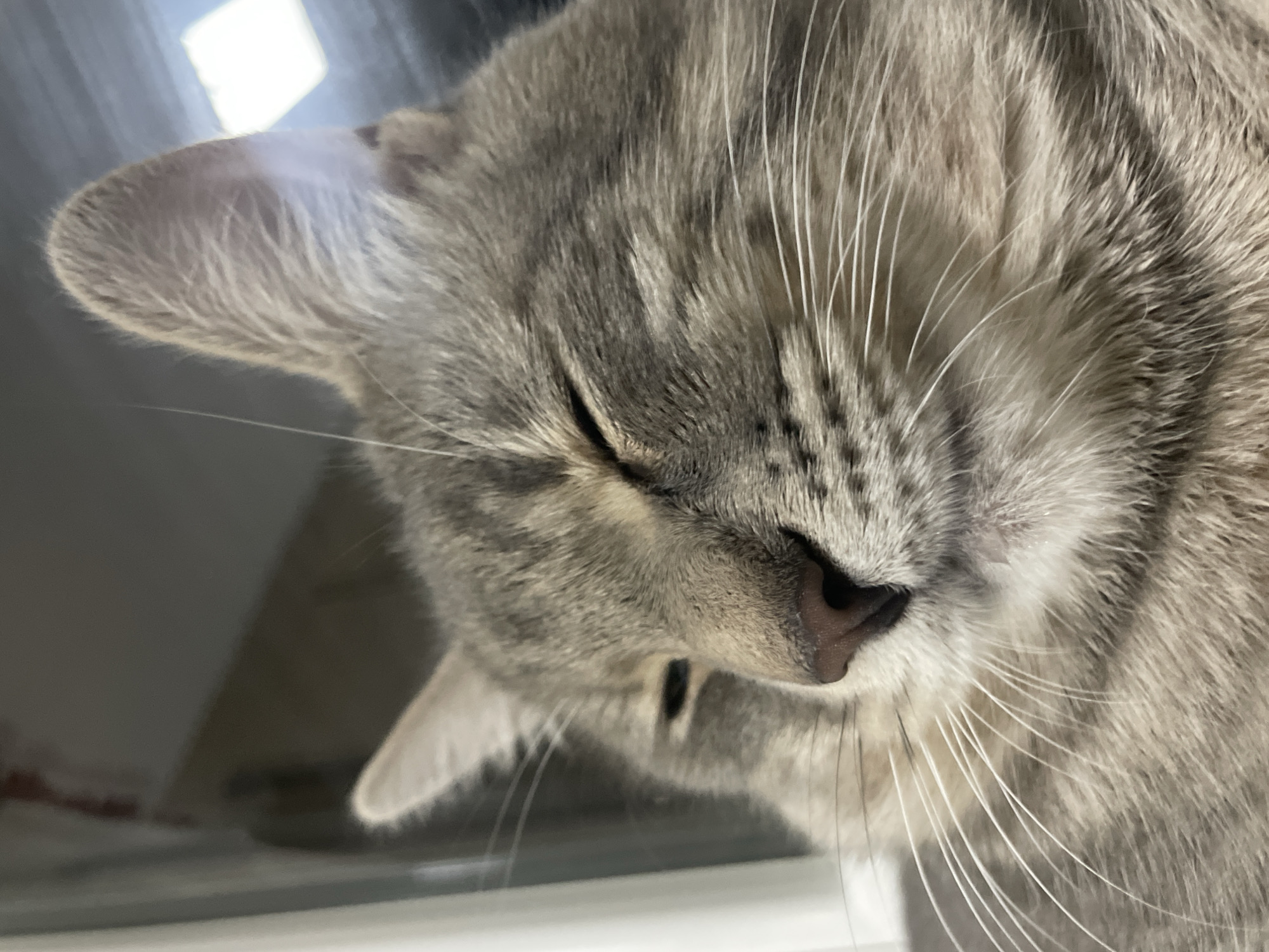 Close-up of a sleeping grey tabby cat. The cat's nose is pink, and its eyes are closed. The background is blurry and shows a window. The location is unknown, and there is no indication this image was taken in Novi Sad, Serbia.