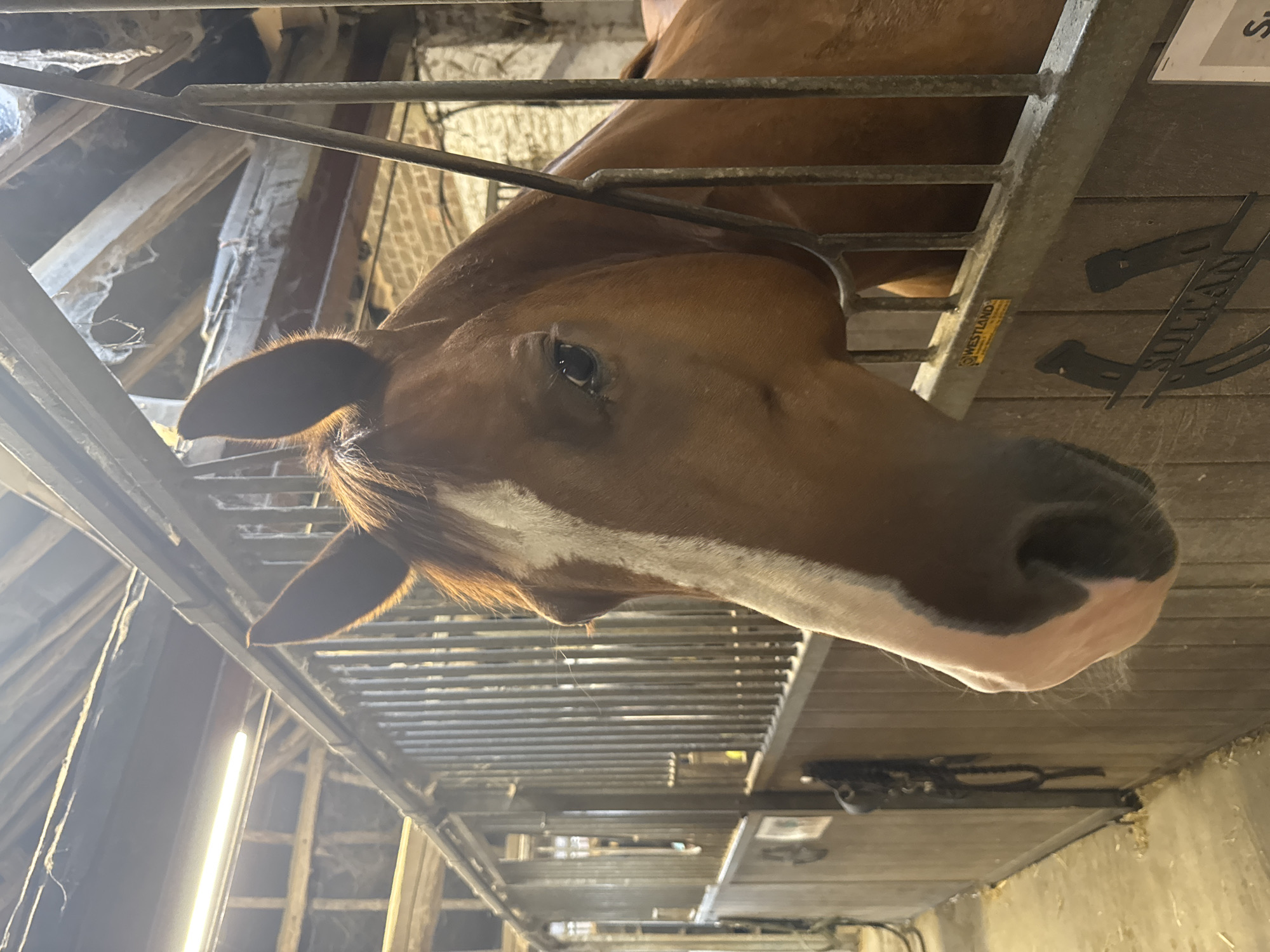A close-up, eye-level shot captures the head of a chestnut horse in a stable stall. The horse's head is turned to the left, with its right eye visible. A white blaze runs down the center of its forehead, partially obscuring its left eye. The horse is wearing a bridle, with straps visible around its head. The stall has wooden walls and metal bars, with a hay-covered floor. In the background, other stalls are visible, along with the wooden beams and ceiling of the stable. A yellow sign with black lettering reads "WESTLAND". A decorative metal horseshoe with the name "SULTAN" is mounted on the wooden wall. The image is taken in Estaimpuis, Belgium.