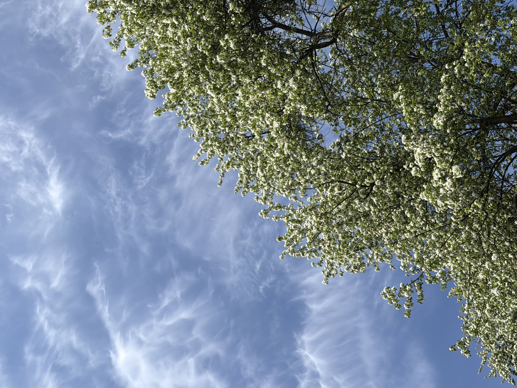 A low-angle shot depicts a blossoming tree against a backdrop of a blue sky with wispy, cirrus clouds. The tree's branches, covered in white flowers, extend across the top and right portion of the frame. The sky occupies the left side, contrasting with the dense foliage. The location is assumed to be Chaikovsky, Russia. There are no people visible.