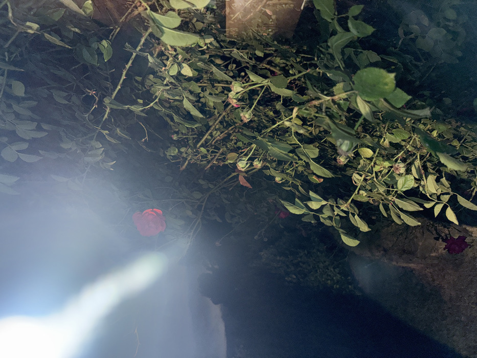 A dense cluster of green leaves and thorny rose stems fills the frame. Several red roses are scattered amidst the foliage. A bright light source illuminates the lower left corner, creating glare and obscuring details. The background transitions to a dark, indistinct area, adding to the mysterious atmosphere of the scene.