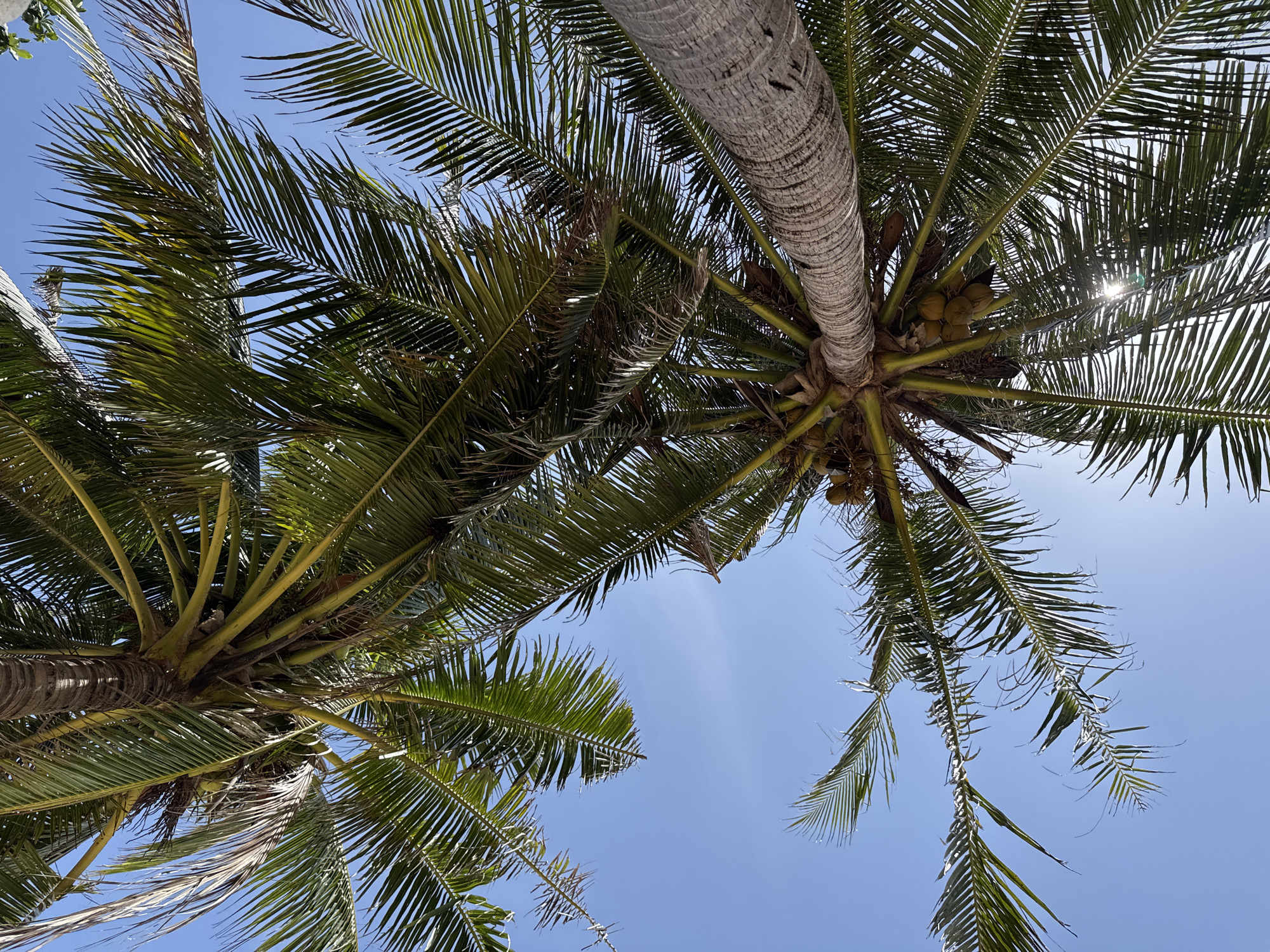 The image shows a low-angle view looking up at the fronds and trunks of two coconut palm trees against a clear blue sky. Sunlight filters through the leaves, creating a lens flare in the lower right quadrant. Some coconuts are visible clustered near the base of one of the palm trunks. The scene is likely in Rawai, Thailand, suggesting a tropical coastal environment. No people or specific actions are depicted.