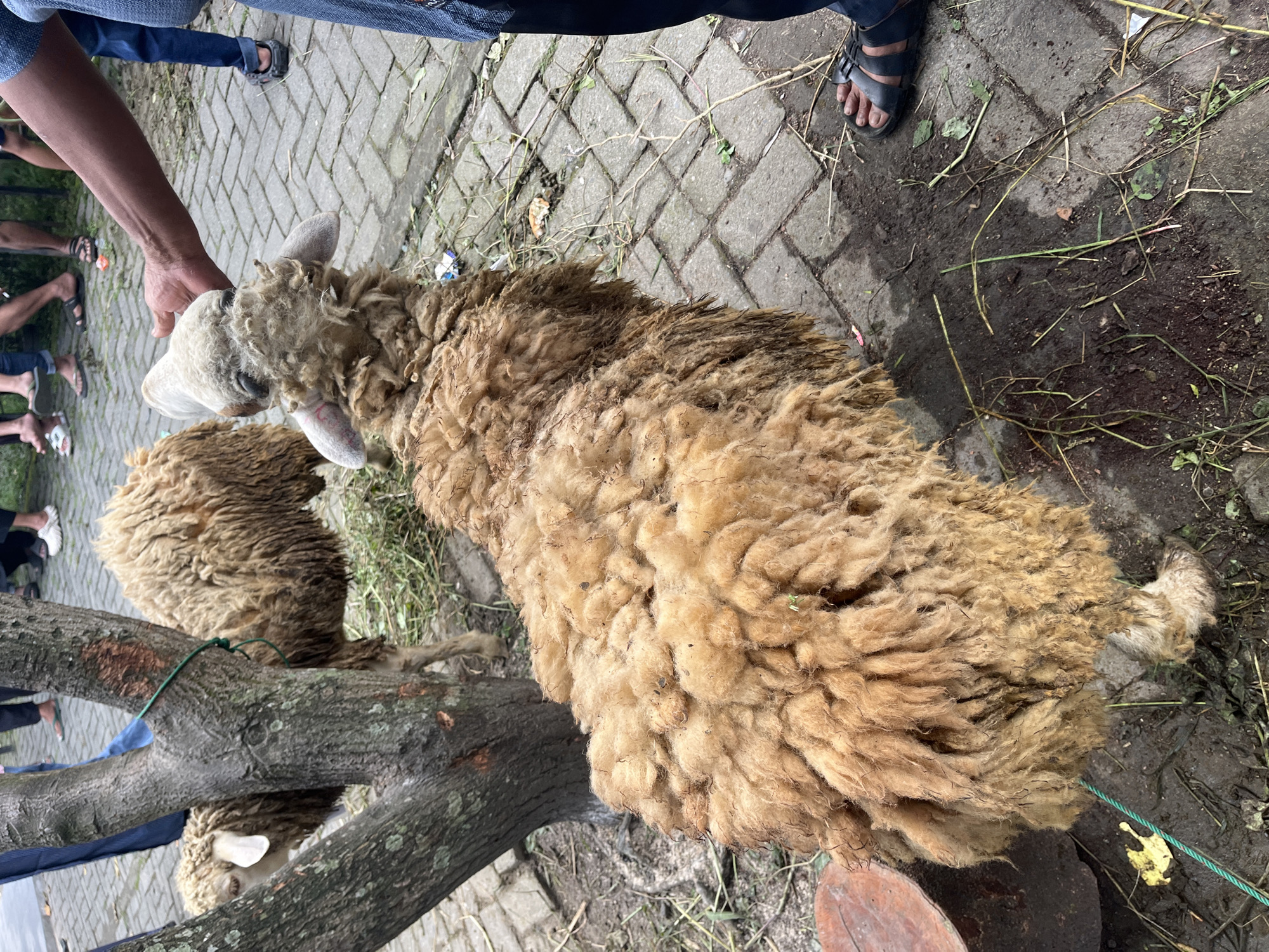 In Paya Geli, Indonesia, the scene features a large, sheep with thick, yellowish-brown wool as the main subject. It is positioned on the ground near a branch, which is secured with a green rope. An individual is holding the sheep's head. Additional figures stand nearby. The ground consists of dirt and some greenery. There are brick pavers in the background.