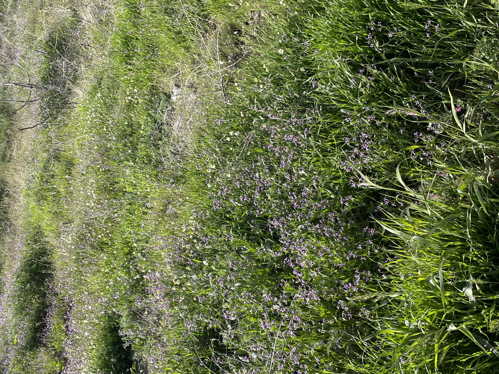 The image captures a vibrant, dense expanse of wild vegetation, likely a meadow or uncultivated field, under bright daylight. The dominant subjects are various forms of plant life, including lush green grasses, numerous small purple flowers, and a scattering of tiny white and yellowish blossoms. These flowering plants are densely interspersed within the grass, creating a rich tapestry of green and purple hues.
Towards the background and left side of the frame, drier, lighter-colored branches and thorny brush are visible, contrasting with the verdant foreground. The sunlight illuminates the scene, casting subtle shadows that highlight the textures of the individual blades of grass and the delicate petals of the flowers. No specific activity or event is taking place; the image presents a static, natural landscape.
The weather appears sunny and clear, with the bright light suggesting either morning or afternoon. The overall impression is one of a thriving, natural ecosystem, potentially a hillside or undeveloped area in Yerevan, Armenia, given the provided context. There are no people, animals, or artificial objects visible, and no visible text.
