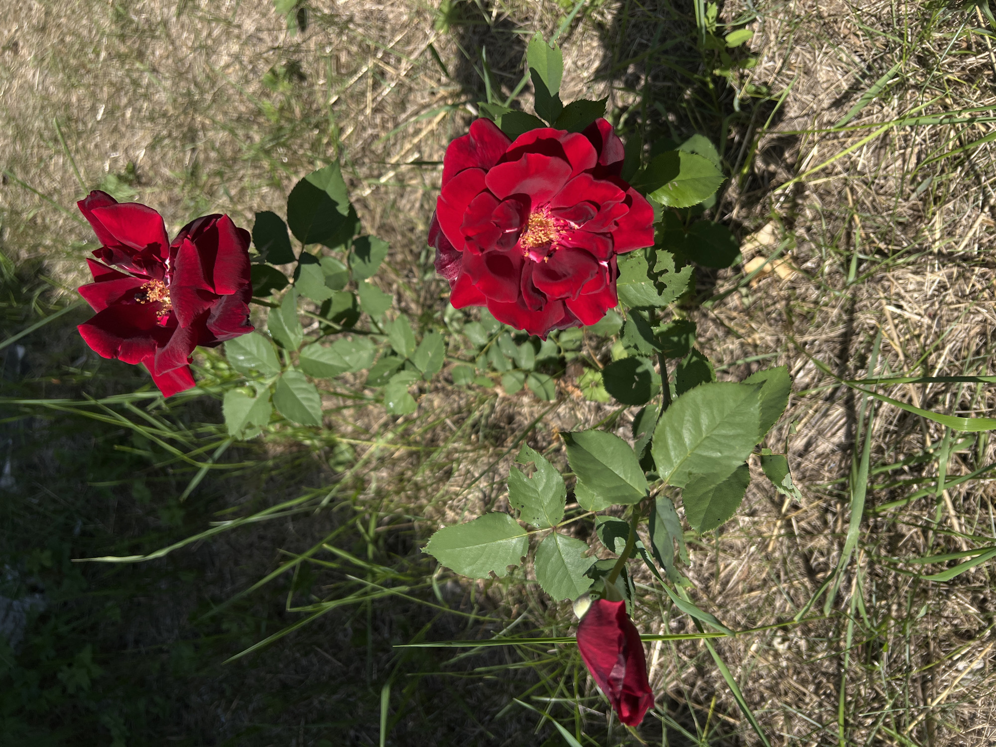In an outdoor setting with dry grass and green foliage, two fully bloomed red roses and one rosebud are visible on green stems. The rose on the right is in the foreground, and the rose on the left is slightly further back. The top rose is in the background. The background is a blur of dry grass and some darker greenery. The lighting suggests it is a sunny day. The scene is photographed from a slightly elevated angle, looking down at the roses.