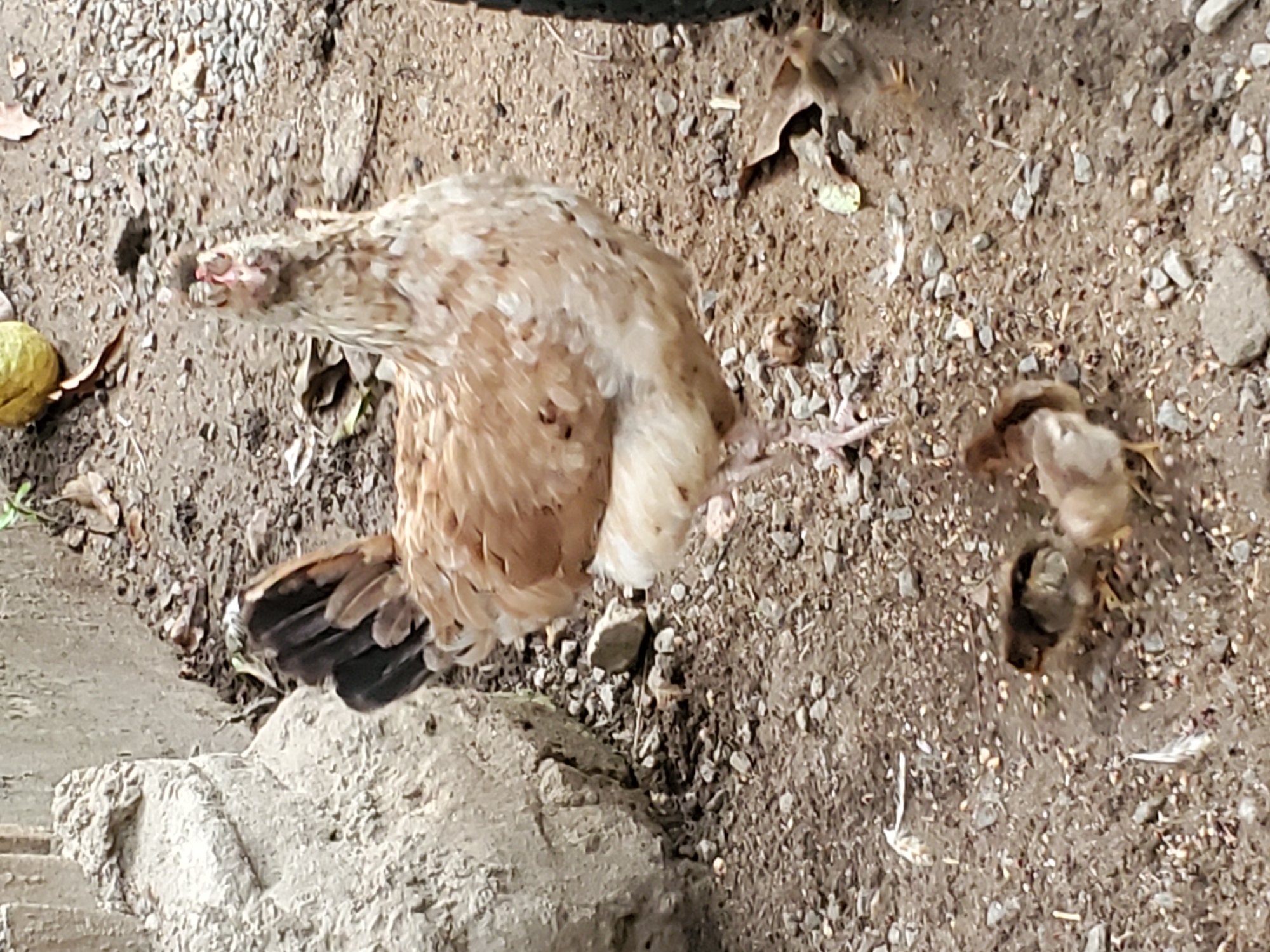 An aerial shot shows a light brown hen with black tail feathers, standing on a dirt and gravel surface in an unknown location. Two chicks, also light brown, are visible near the hen's legs. An unidentified green-yellow object sits to the hen's left. A light gray, textured object that may be a rock or concrete surface is positioned near the hen's tail.