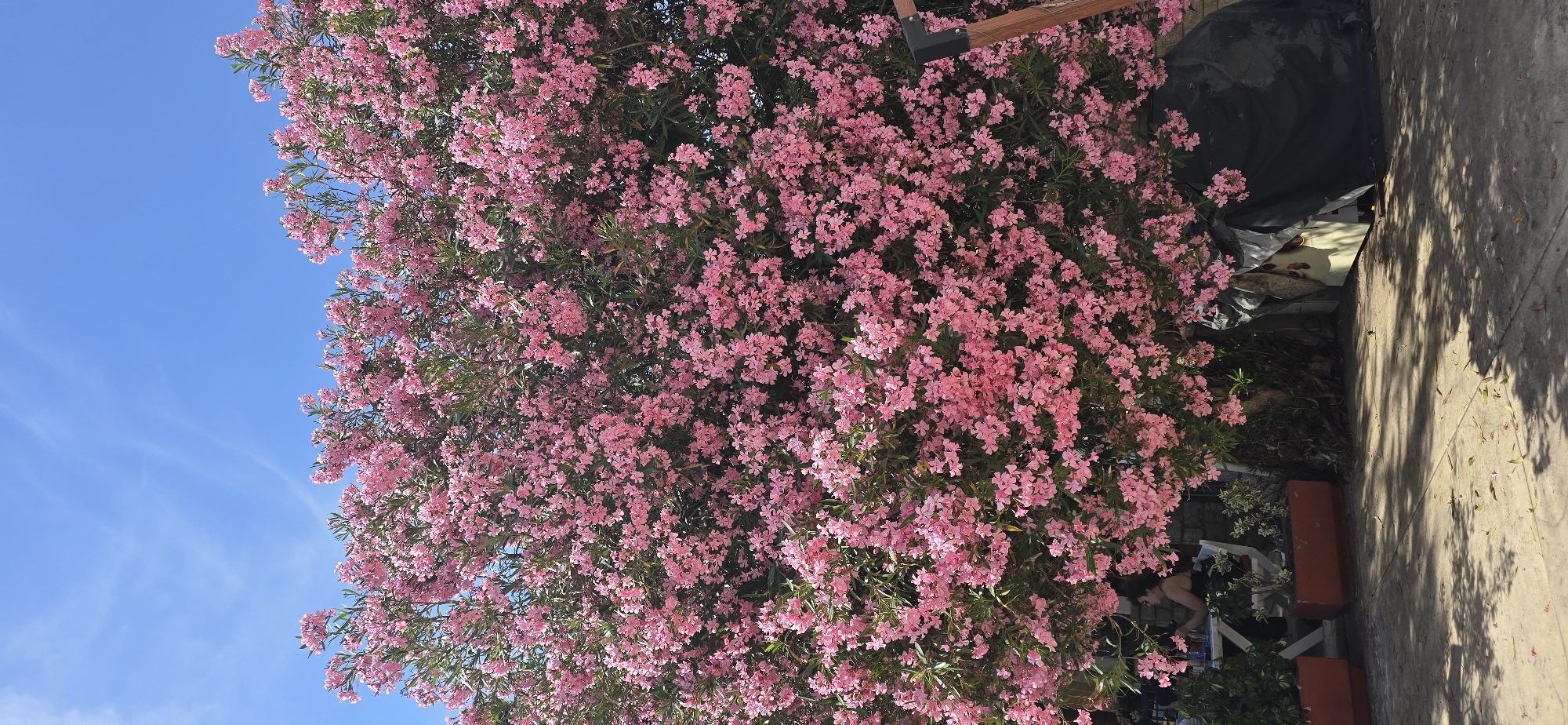 The image shows a large oleander bush, full of pink flowers, against a bright blue sky. The bush appears to be located in an urban environment, as a concrete surface is visible to the right of the bush. There is a covered object to the right of the flowers. Based on visual features and the specified location, it is possible that this scene is in or near Budva, Montenegro, but more contextual information is needed to confirm the precise location.