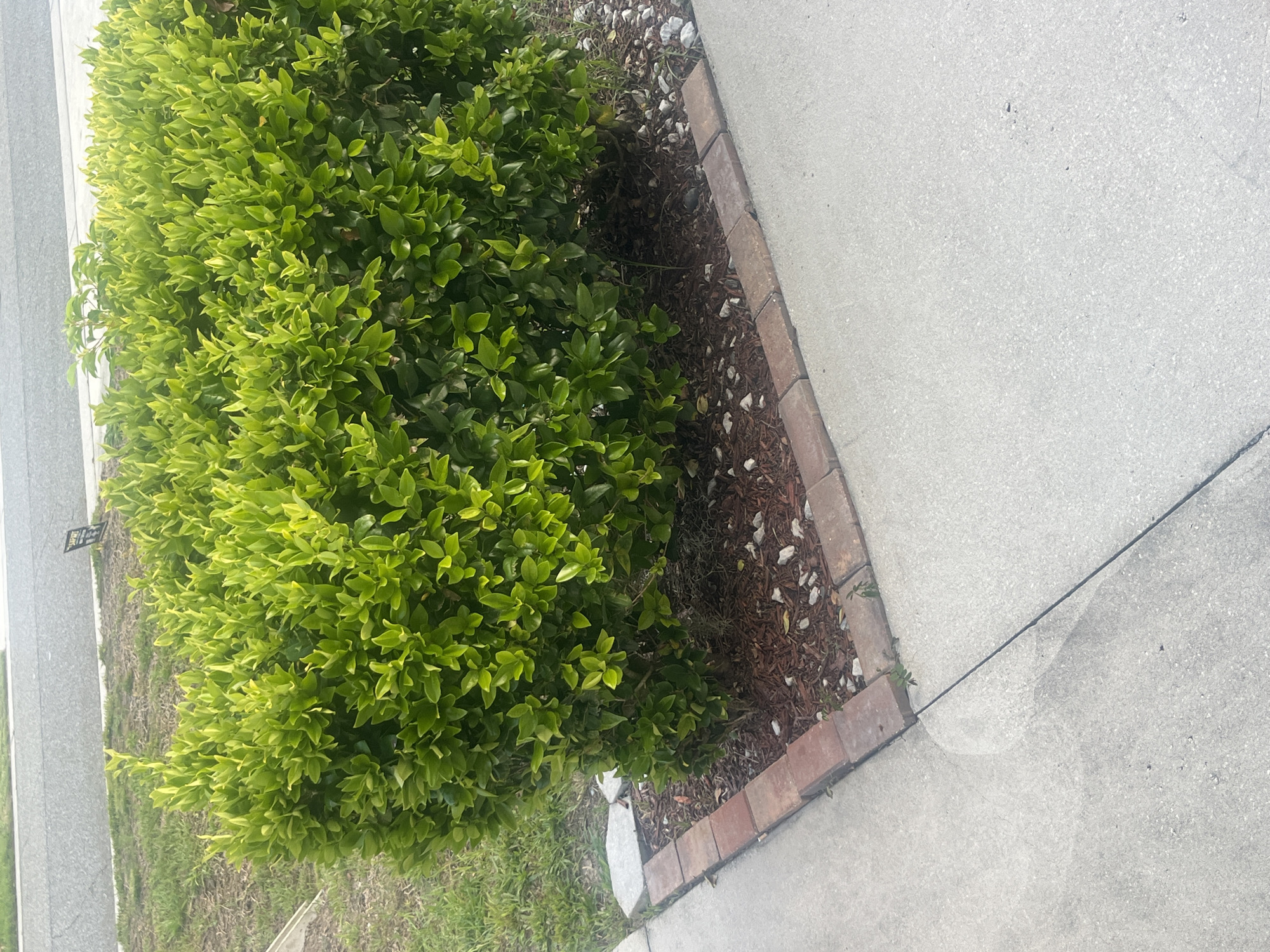 The image shows a trimmed green bush in a residential area, likely a front yard, in Jacksonville, Florida, USA. The bush is surrounded by a border of red bricks and mulch. A concrete sidewalk is visible in the foreground, meeting the grass and the bordered garden bed. In the background, a street or driveway with a painted line is present. No people are visible in the image. The lighting suggests it is daytime, possibly late morning or early afternoon, with soft, diffused light.