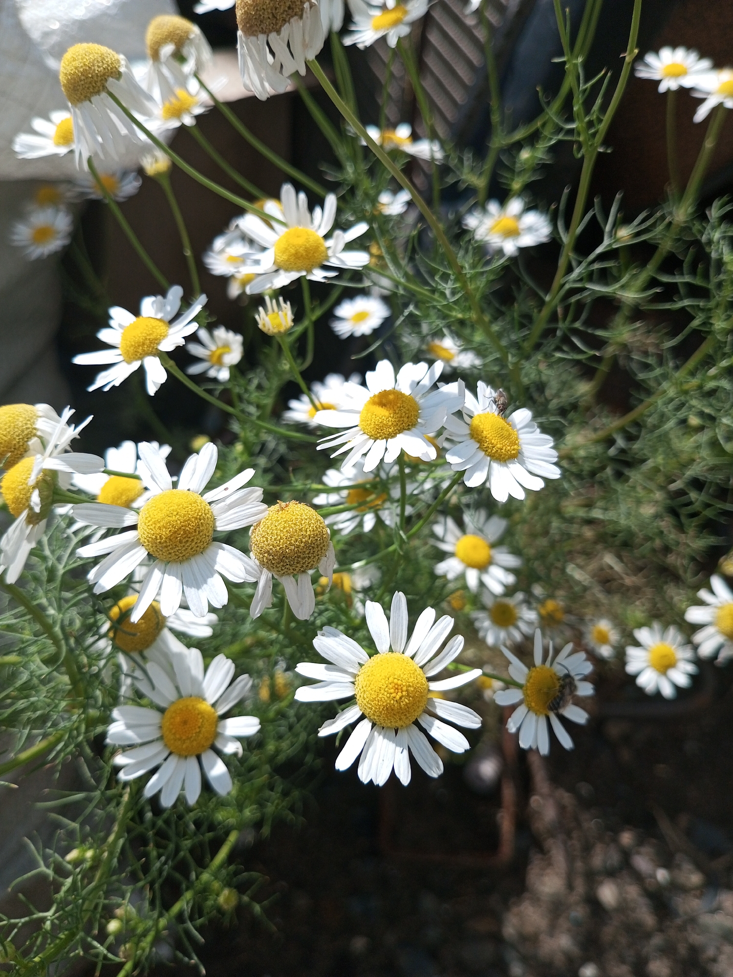 A close-up, low-angle shot captures a cluster of white daisies with bright yellow centers. The flowers are in various stages of bloom, with some petals slightly wilted. Delicate green foliage surrounds the blossoms. The background is a blur of dark greens and browns, suggesting an outdoor setting. In the upper right quadrant of the image, a small insect, possibly a bee, is visible on one of the daisy petals. The lighting suggests a bright, sunny day, casting shadows and highlights on the flowers. The image appears to be taken in Zavyalovo, Russia.