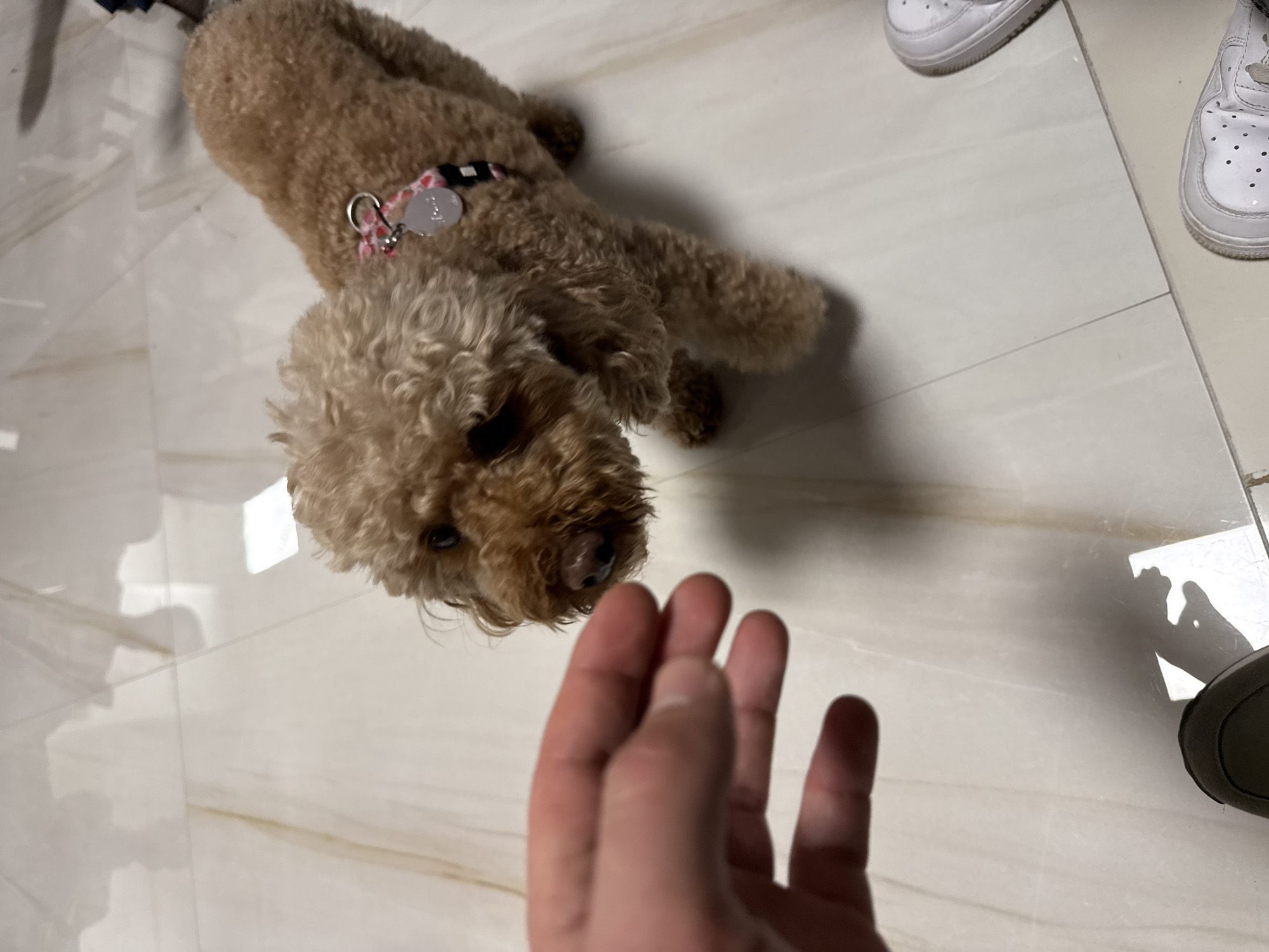 A tan-colored poodle is lying on a light-colored tiled floor. A human hand reaches towards the dog. Two white sneakers are visible near the upper right corner of the frame. Part of a dark-colored shoe is visible in the lower right corner of the frame. The image provides no discernible information about the location being Sofia, Bulgaria, or any identifying details to suggest a specific city.