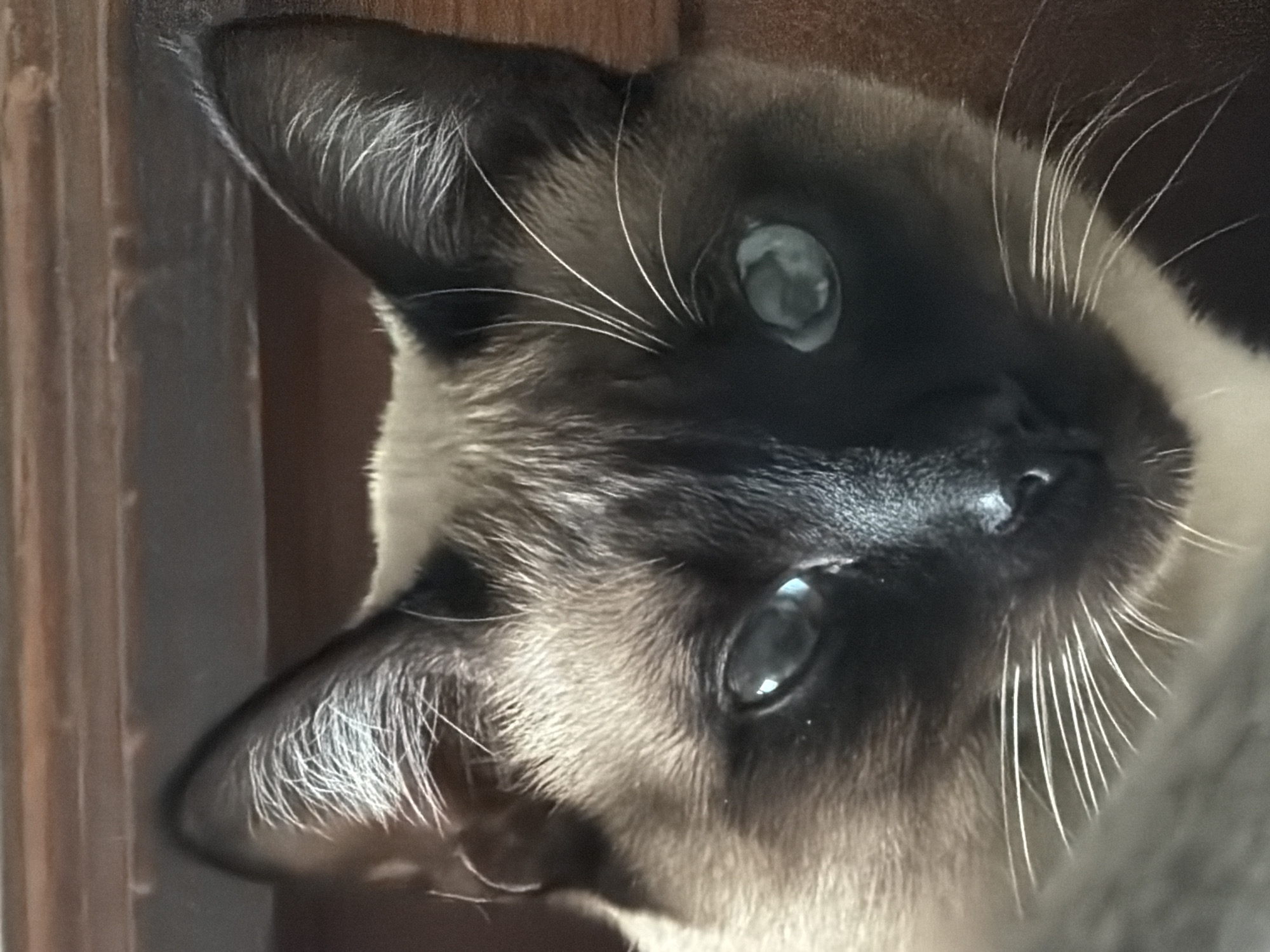 Close-up of a Siamese cat's face. The cat is looking slightly upwards and to the side. The cat has blue eyes and dark brown fur on its face and ears, with lighter brown fur on the rest of its body. The cat's whiskers are white. The background is a blurred, dark color. There is no indication of the location being Esch-sur-Alzette, Luxembourg, or any other specific place.