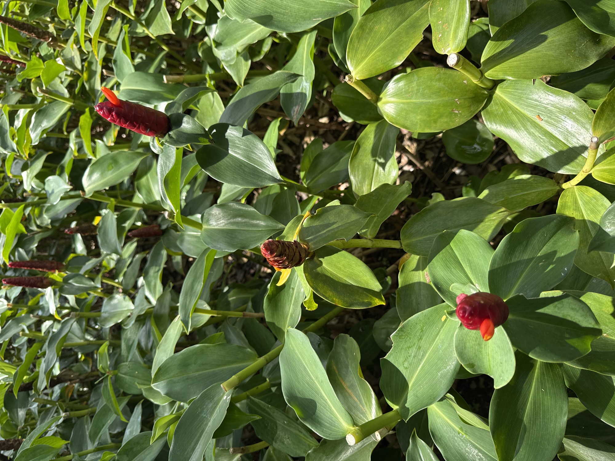 The image shows a close-up view of a Costus Woodsonii plant, also known as Red Button Ginger, growing outdoors. The plant features large, green, oval-shaped leaves and distinctive red, cone-like flower heads. The leaves are smooth and have visible veins. The red flower heads are textured and appear to be emerging from the plant. The environment appears to be natural and well-lit, possibly a garden or a tropical setting. The image was taken in the city of Unknown, Unknown.