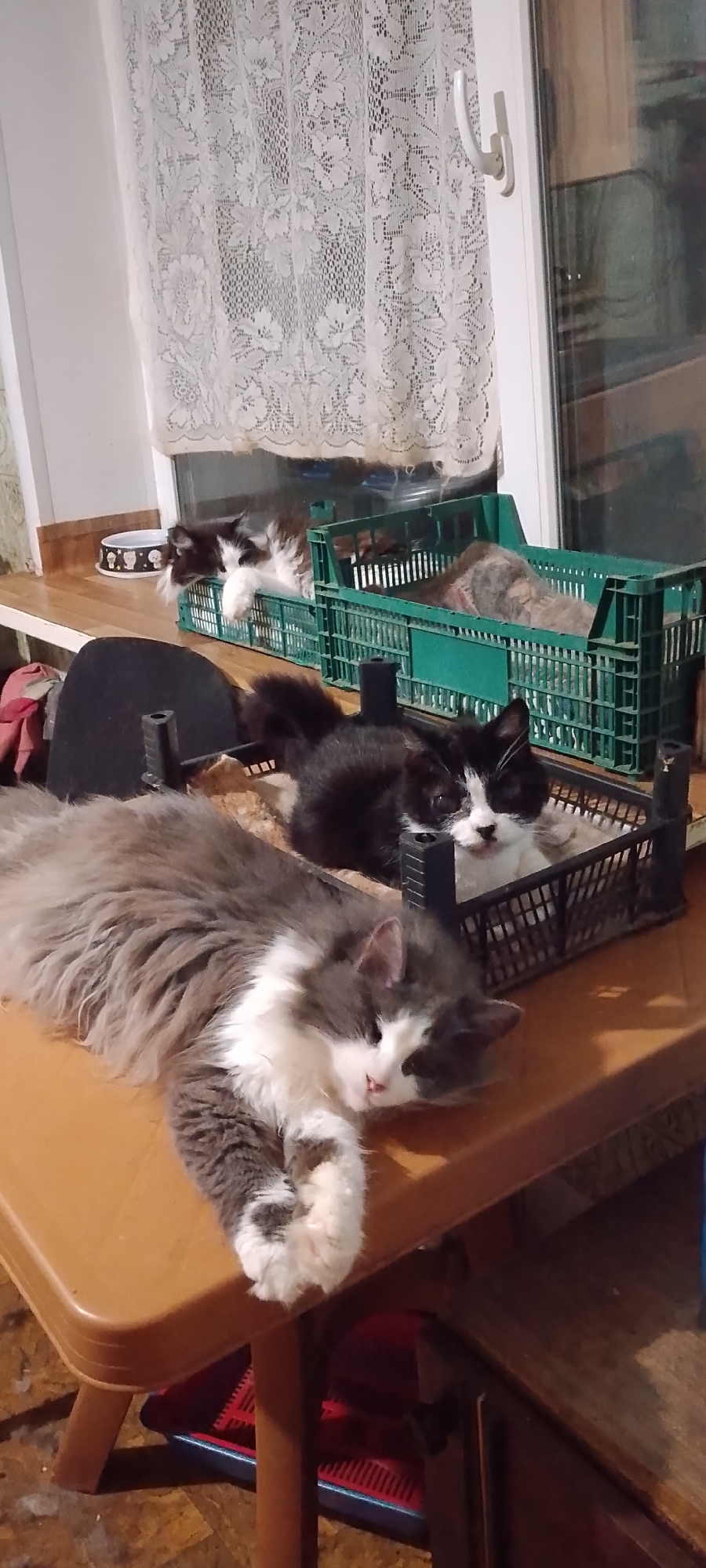 This image depicts a domestic scene, likely indoors, featuring several cats. A large, fluffy cat with gray and white fur is lying on a light brown table in the foreground, appearing relaxed. Behind it, a smaller black and white cat is visible in a dark plastic crate. Further back, two green plastic crates are on a windowsill or ledge. One contains a cat with predominantly gray fur. Another black and white cat is in the green crate on the left, partially visible. A white lace curtain hangs in the background, covering a window. The overall environment suggests a home setting. There is no visible indication of the city of Belgorod, Russia.