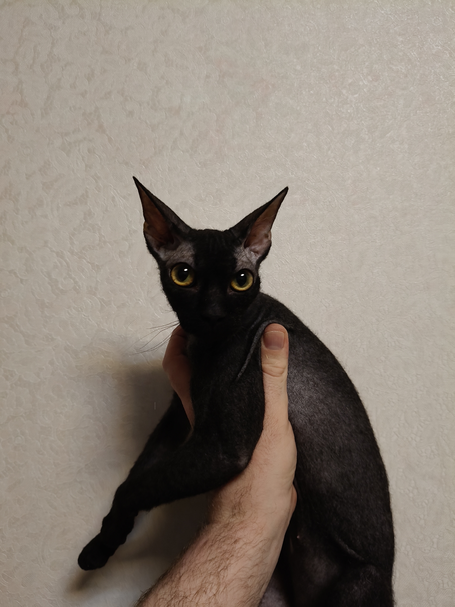 A person's hand gently holds a black cat with prominent, pointed ears and short, fine, dark fur. The cat looks directly into the camera with wide, attentive, yellow-green eyes. Its nose is black, and a few light whiskers are visible on its left cheek. The cat's body is slender, showcasing a sleek, almost velvety texture to its coat.
The human hand, featuring fair skin and some visible arm hair, cradles the cat around its midsection. The background is a light, cream-colored wall adorned with a subtle, embossed floral or swirling pattern, indicating an indoor setting. The lighting is soft and even, suggesting artificial illumination. The cat appears alert and engaged. No text is visible in the image. The scene takes place indoors, within the context of Chaikovsky, Russia.