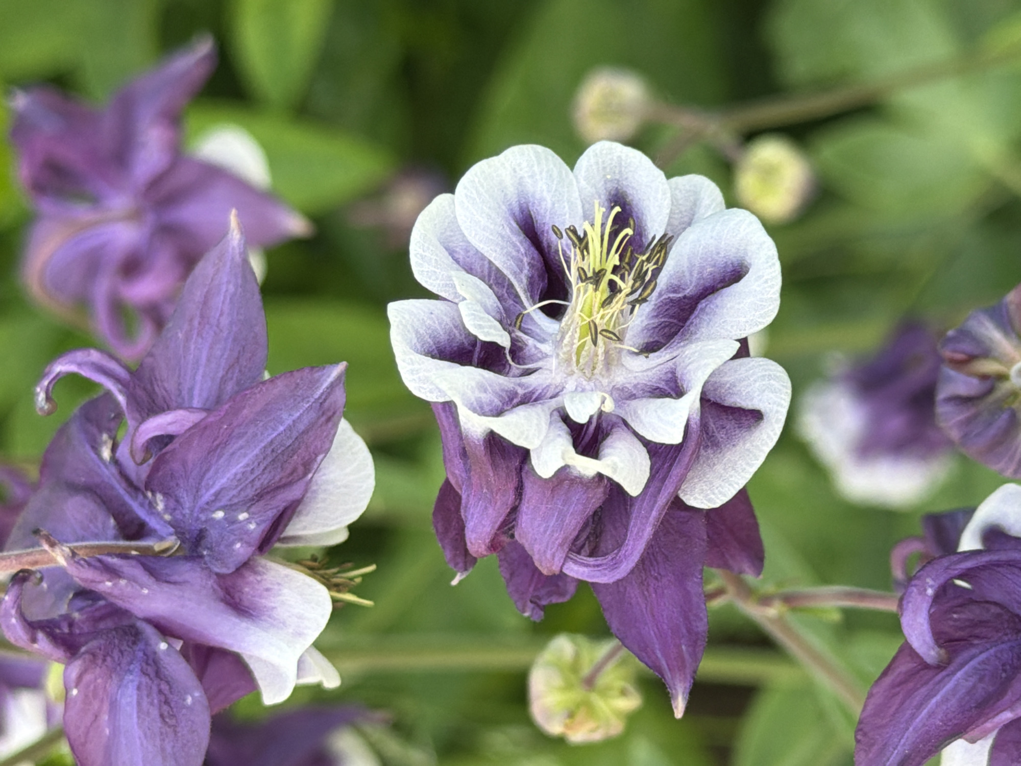 The image displays multiple columbine flowers (Aquilegia) in varying stages of focus against a blurred green background. The most prominent flower, positioned in the lower-middle of the frame, features deep purple outer sepals and spurs, with white inner petals forming a ruffled cup around a cluster of prominent yellow-tipped stamens and lighter green pistils. The flower above it, partially visible and slightly out of focus, exhibits a similar purple and white coloration. Additional blurred purple and white flowers and green foliage elements are visible throughout the background and foreground, suggesting a garden or natural outdoor setting. The overall lighting suggests daylight conditions. Location: Unknown, Unknown.