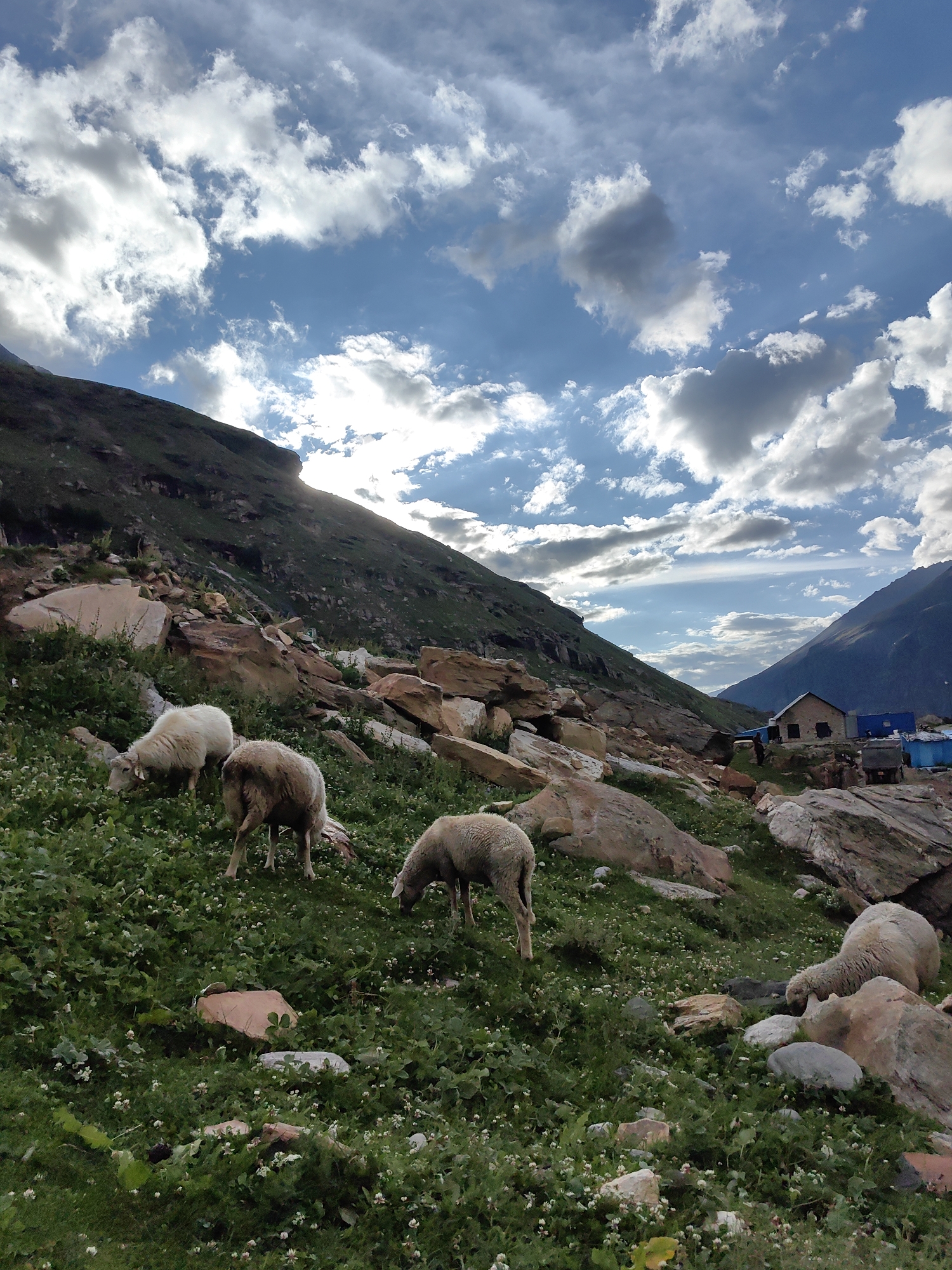 The image shows a picturesque mountain landscape in Gramphu, India, under a dramatic sky filled with white and grey clouds. The foreground is dominated by a grassy slope dotted with small white flowers and interspersed with large, weathered rocks. Several sheep are grazing on the lush vegetation. Three sheep are in the mid-ground, two are grazing and one is standing. Another sheep is visible in the far right foreground. In the background, a steep, green mountain rises to the left, with a patch of sunlight breaking through the clouds, illuminating a section of the slope. To the right, a small settlement is visible, featuring a brick building and several blue structures, possibly temporary shelters, with some vehicles. The overall scene conveys a sense of rural tranquility and the raw beauty of the Himalayan region.