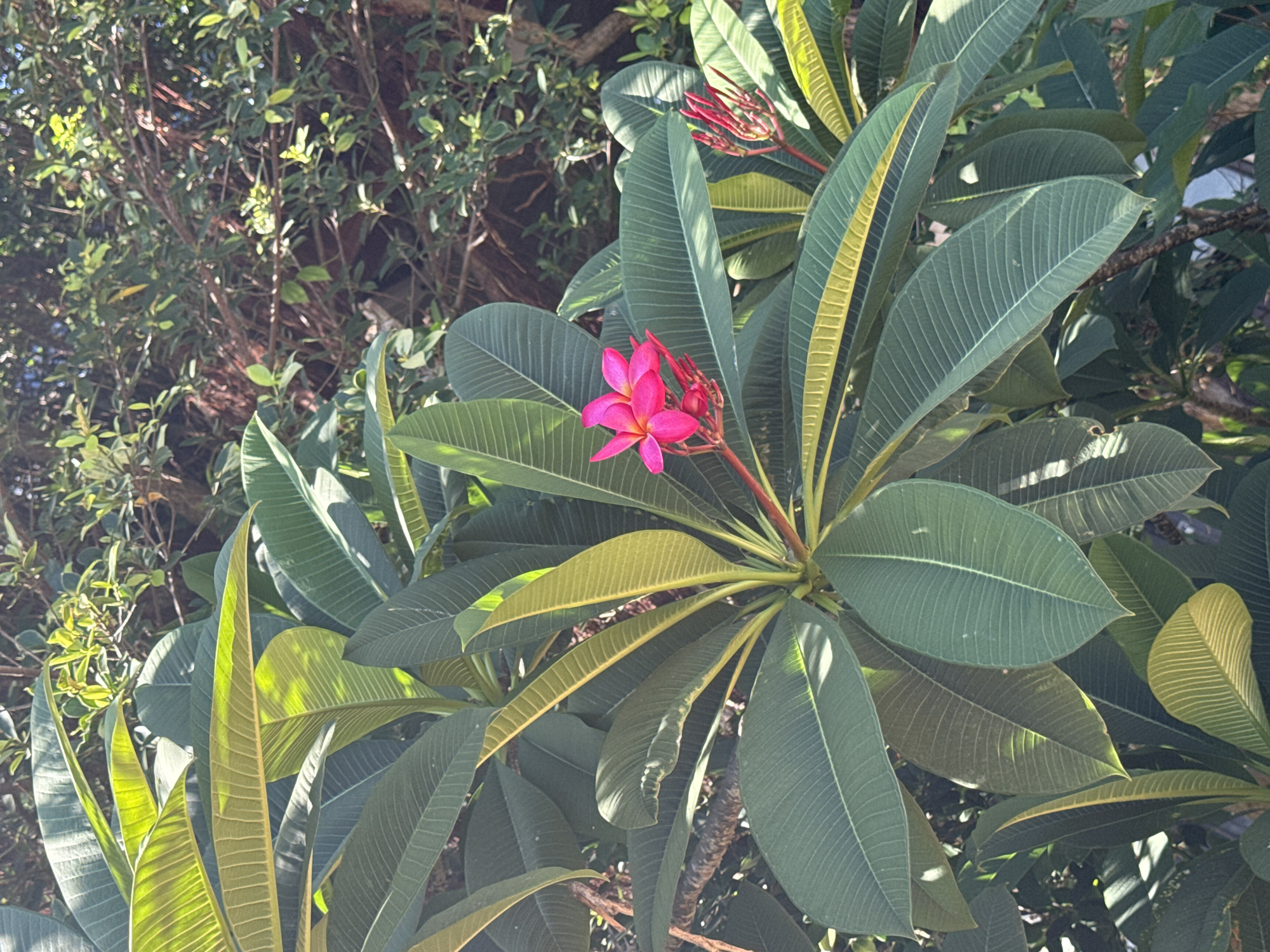 A close-up, medium-angle shot captures a vibrant pink plumeria flower and its buds amidst lush green foliage. The flower is in focus and positioned slightly to the left of center, with its petals unfurled. To the right, a cluster of unopened buds displays a deeper red hue, signaling imminent blooming. The surrounding leaves are a rich, deep green, with some showing yellowing at the tips, suggesting they are older or have been exposed to more sunlight. The background consists of more dense foliage and branches, creating a natural, slightly shadowed environment. The lighting indicates it is daytime, with sunlight filtering through the leaves, casting dappled shadows and highlighting the textures of the foliage. The scene appears to be outdoors, likely in a garden or natural setting within ตำบลเกาะพะงัน, Thailand, known for its tropical flora. There are no people or animals visible in the frame.