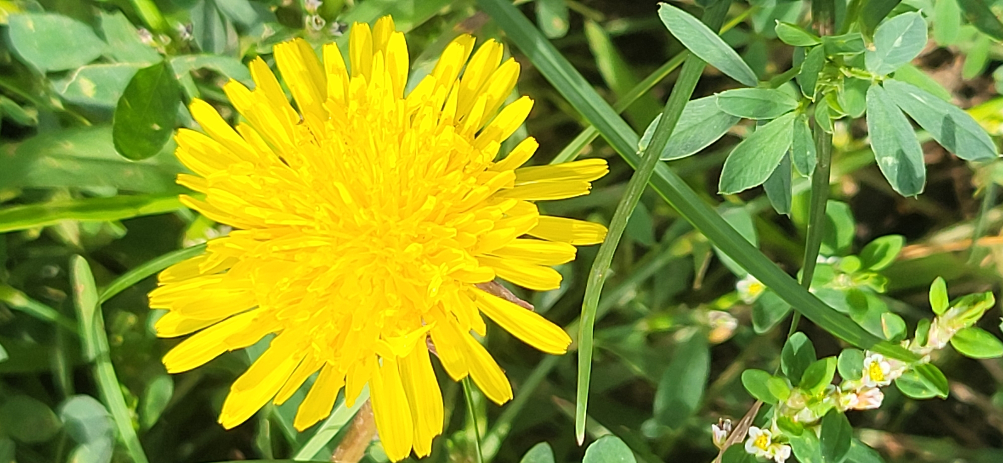 A close-up, overhead shot showcases a vibrant yellow dandelion bloom in the center, its ray florets fanned out. The flower is surrounded by lush green grass and clover leaves. Some smaller white and yellow flowers are visible in the lower left corner. The lighting suggests it is daytime. The image does not depict any specific location within a city or any people.