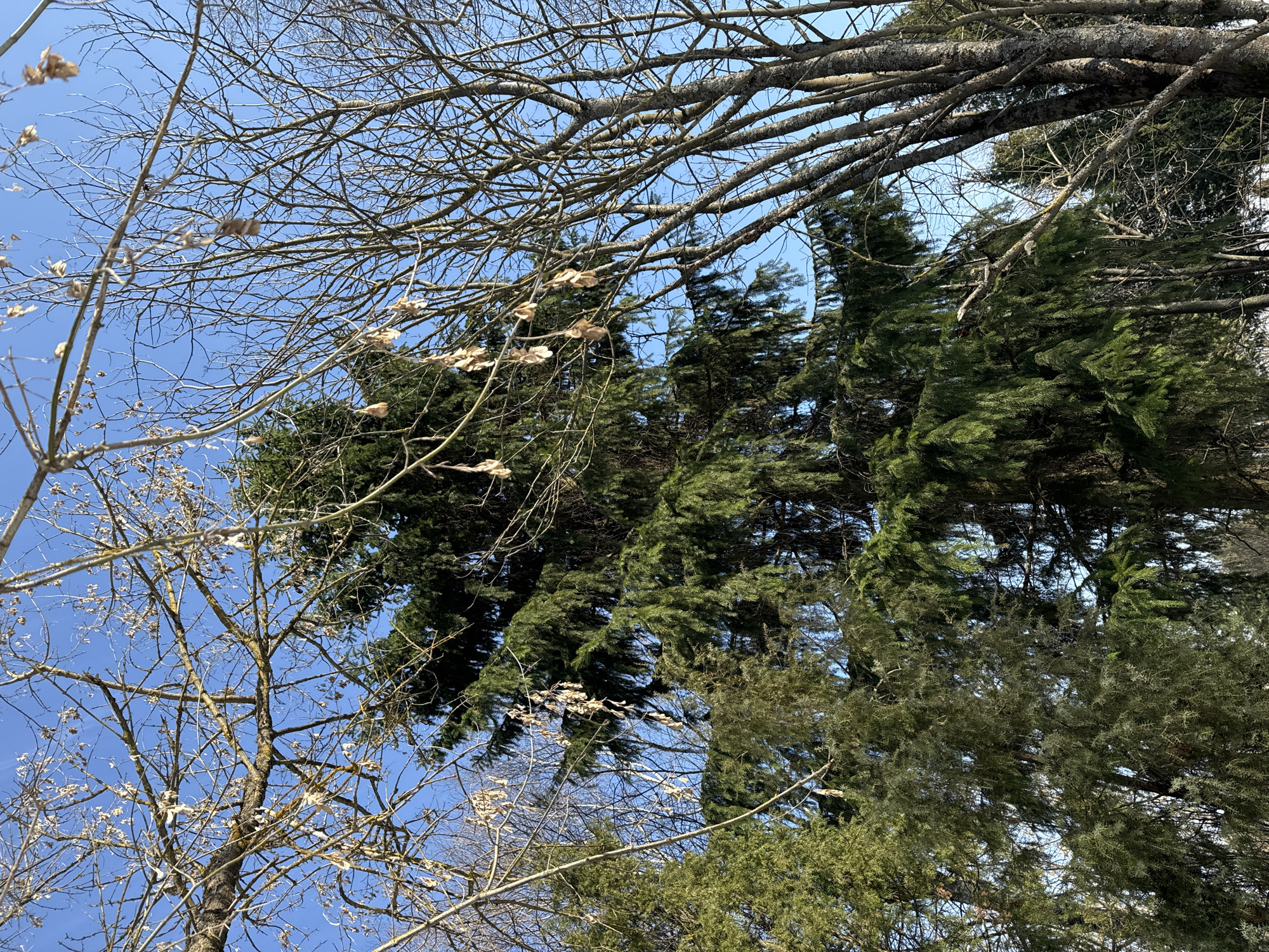 The image depicts an outdoor, natural environment in Lovtsovo, Russia, captured from a low-angle perspective looking upwards into a tree canopy. A clear, bright blue sky occupies the background. A large, dark green evergreen tree, consistent with a fir or spruce, dominates the central and right portions of the frame. Numerous bare deciduous tree branches, some with clusters of dried, light brown samaras (winged seeds), are interwoven throughout the scene, particularly in the foreground and across the upper and left areas. The bark of these bare branches exhibits various shades of grey and brown. Additional green coniferous foliage is visible in the lower-left section. A small, irregular white spot is present on a bare branch extending towards the main evergreen tree. No human figures, animals, actions, interactions, or artificial structures are discernible. The scene is illuminated by bright daylight.