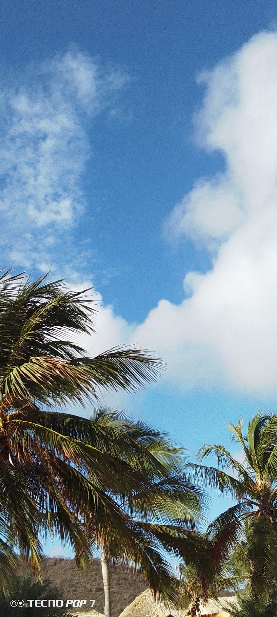 The image depicts a bright, sunny day in Pedro González, Venezuela, framed by palm trees against a blue sky dotted with scattered cumulus clouds. The lower portion of the image shows the fronds and trunks of several palm trees. Beneath the palm trees, what appears to be a thatched roof structure is visible. The overall impression is a tropical, coastal scene. The words "TECNO POP 7" appear in the lower left corner of the image.