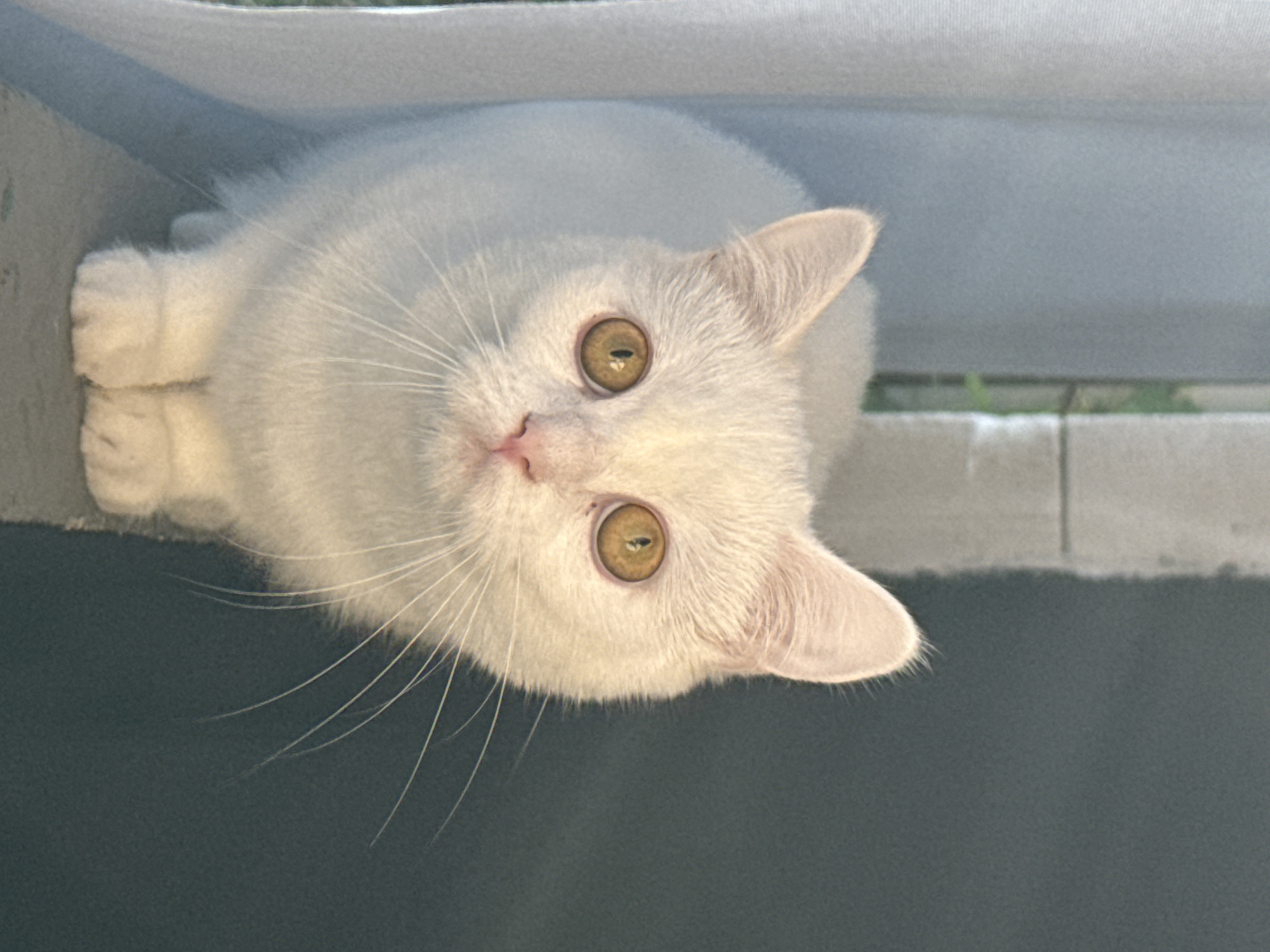 An extreme close-up image shows a white cat with yellow eyes, sitting on a ledge. The cat is facing forward and its ears are pointed upwards. The background is dark and out of focus, with a hint of green vegetation visible on the left side of the frame. The lighting appears to be natural, casting a soft glow on the cat's fur. The image is centered on the cat's face, with its paws visible at the bottom of the frame.