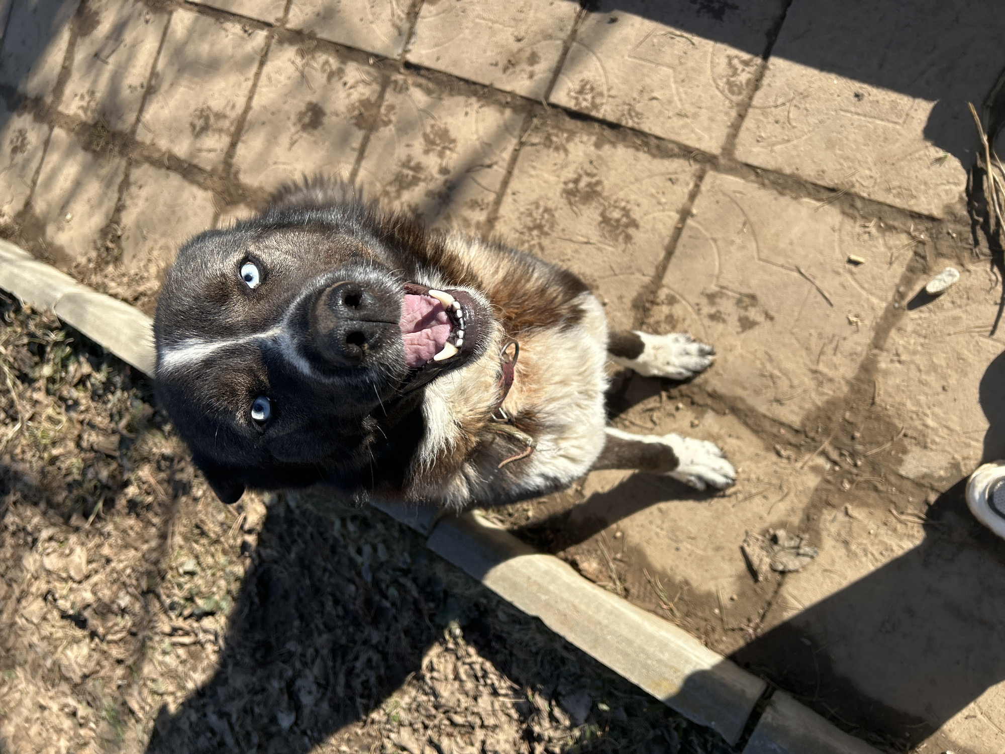 A medium-sized dog with black and white fur and striking blue eyes is centered in an overhead shot. The dog is looking upwards with an open mouth, displaying its teeth. It is standing on a paved surface of square stones with dirt or debris visible in the joints. A concrete curb is visible on the left and bottom edge of the frame. The environment appears to be an outdoor area, potentially a yard or park. The location cannot be determined solely from this image.