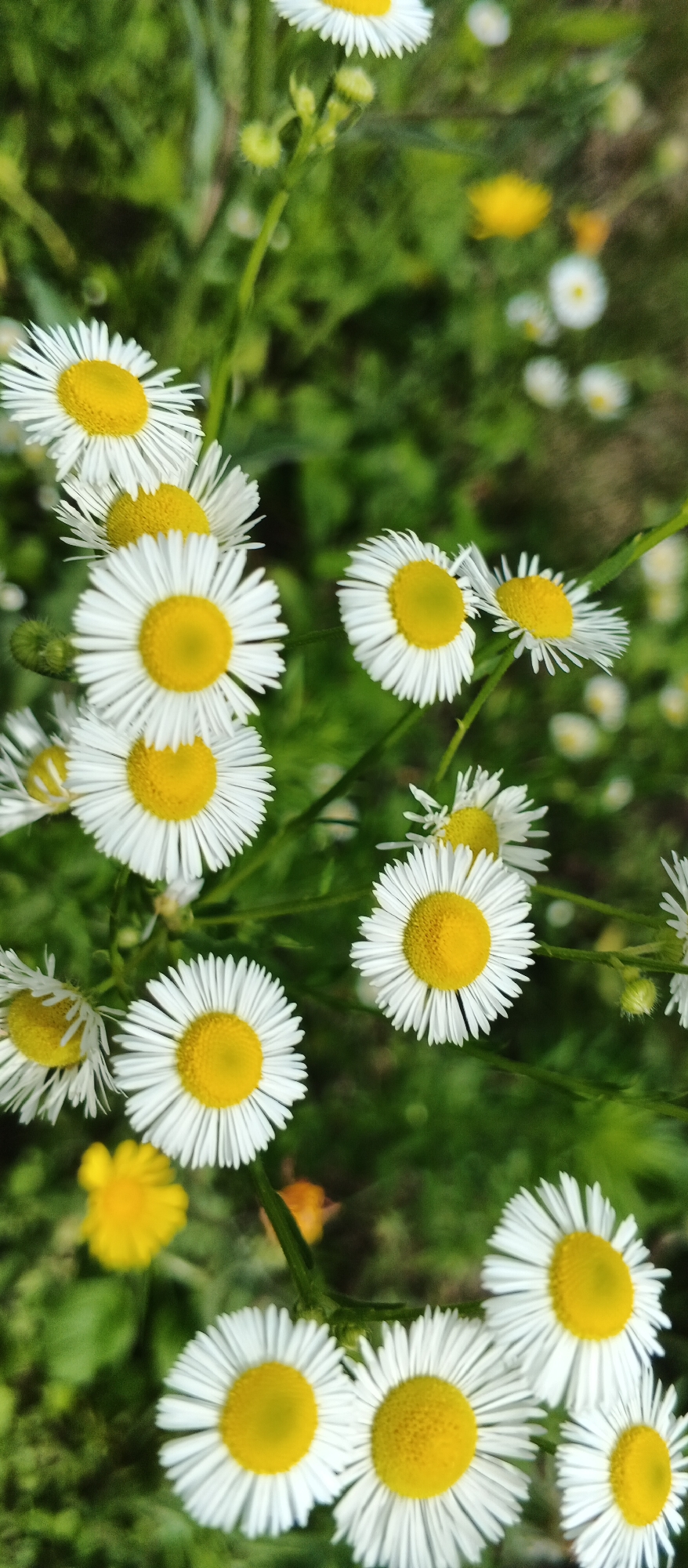 The image shows a close-up view of several white and yellow daisies growing in a field. The daisies are in various stages of bloom, with some fully open and others still in bud. The background is a blur of green foliage and out-of-focus yellow flowers, suggesting a natural outdoor setting. The overall impression is one of a sunny day in a meadow. There is no indication of the city of Popivka, Ukraine, or any people present in the image.