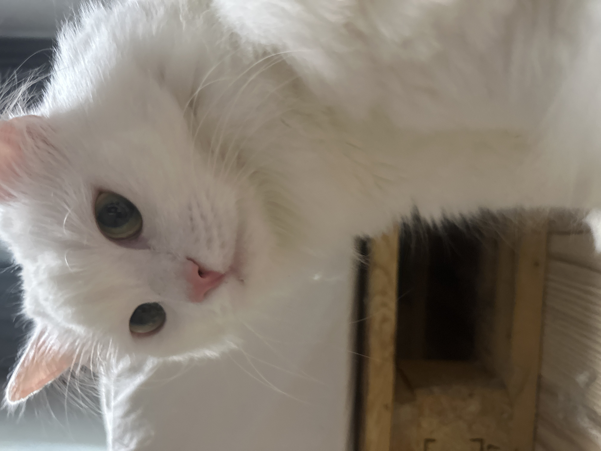 A close-up, slightly blurry shot shows the face of a fluffy white cat with green eyes and a pink nose. The cat is looking slightly to its left, with its ears perked up. In the background, a wooden pallet is visible, with some of its slats showing. The lighting is soft and appears to be coming from the left. There is no indication of the city of Omsk, Russia, or any other specific location within the image.