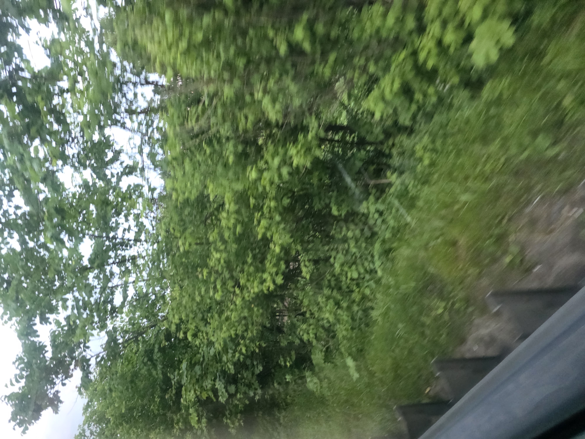 A blurred image captures a view of lush green trees and grass from a moving vehicle. The foreground features a dark railing and some fence posts, likely part of the vehicle's interior or exterior. The background is dominated by dense foliage, indicating a natural, possibly forested, environment. The overall impression is one of speed and a transient glimpse of the landscape.