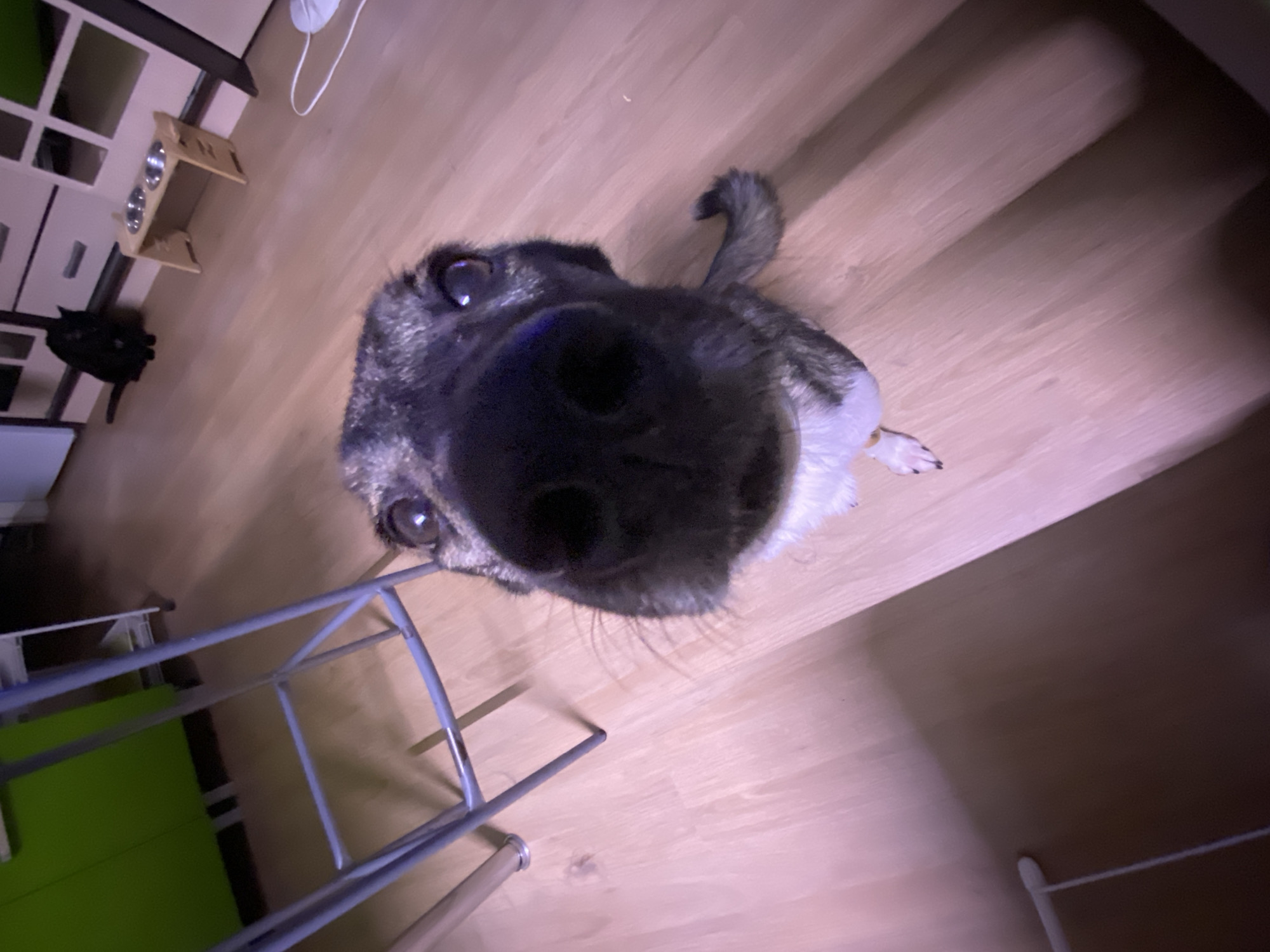A dog's face dominates the frame, its large, dark nose prominently in the center. The dog's fur is gray and white. One of the dog's eyes and a curled tail are visible. A wire rack stands to the left, with glimpses of a cabinet and a wooden dog bowl stand in the upper left. The floor is light brown. The location is unknown; there is no indication in the image that it is Chaikovsky, Russia.